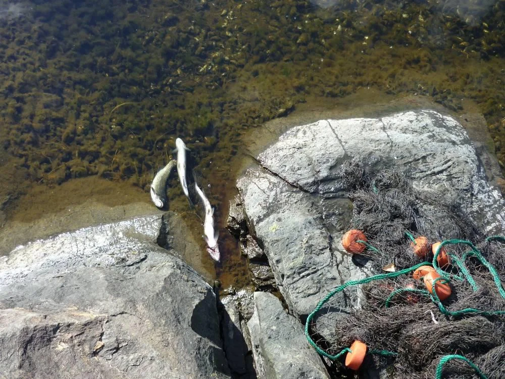 Garn var merket med navn og adresse og eieren av garnet hevder han ikke kjente til forbud og at sild var målet med garnet.