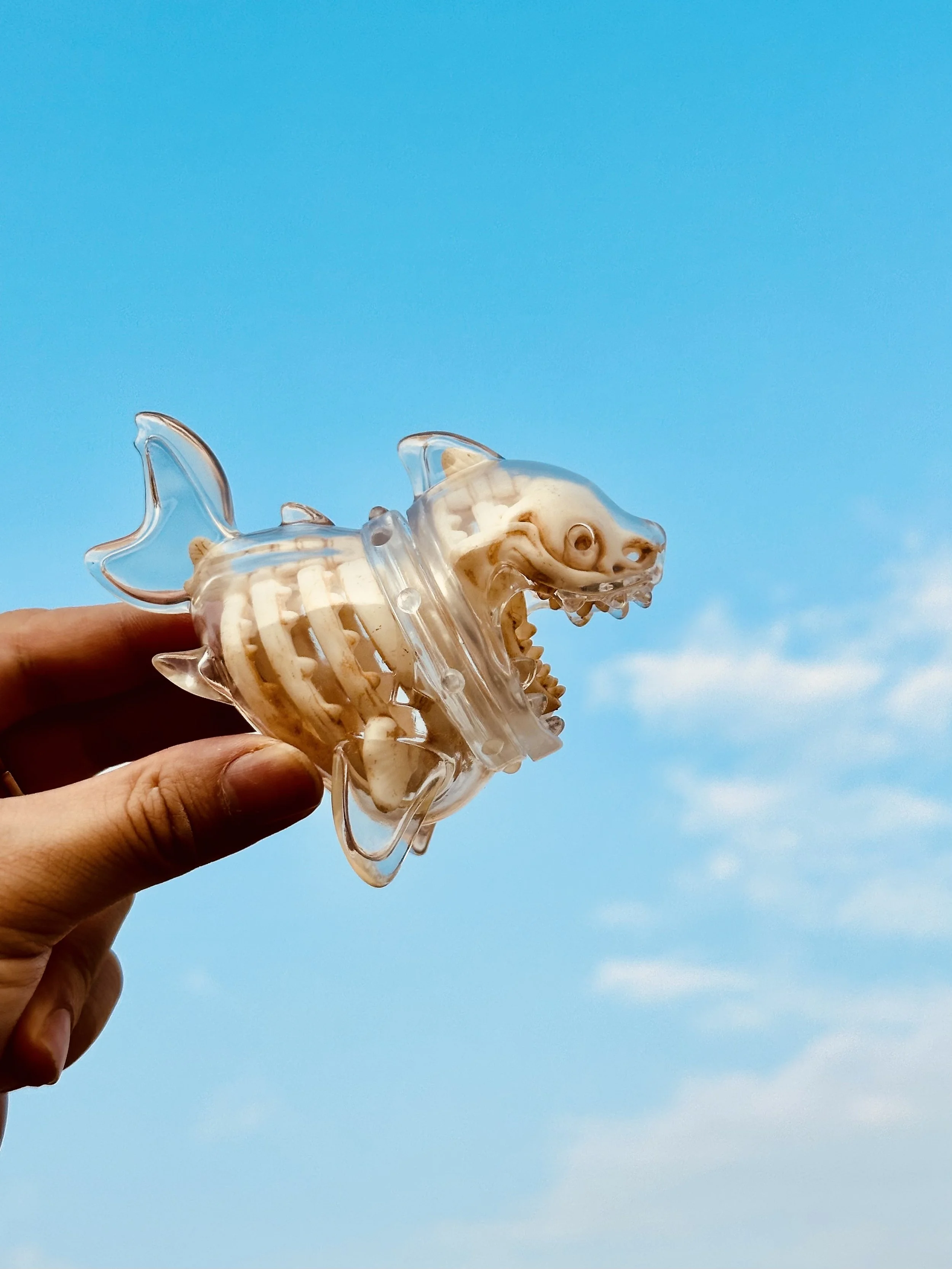 Yagu Skeleton Shark (2).jpg