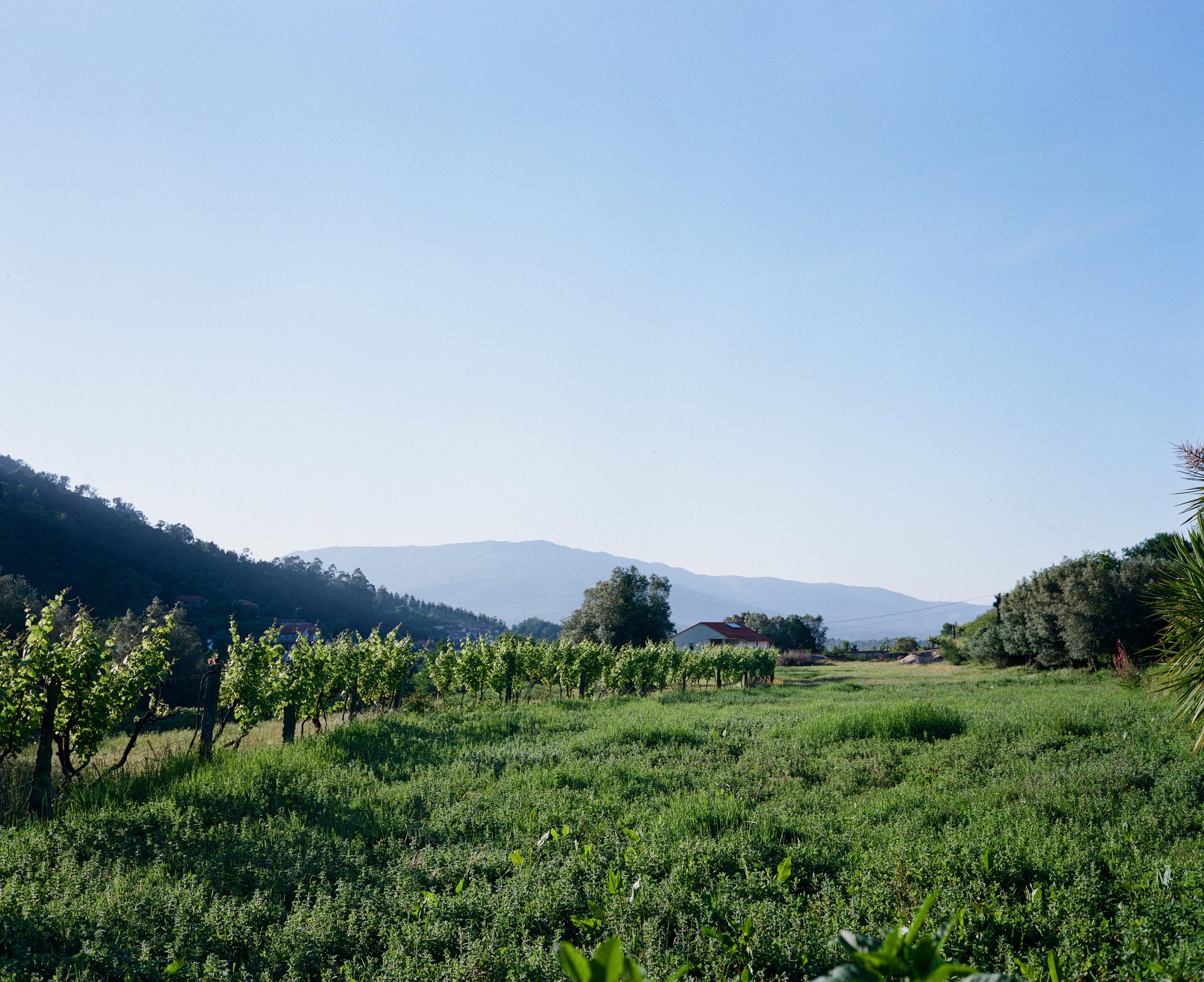 Camino Portugal-11.jpg