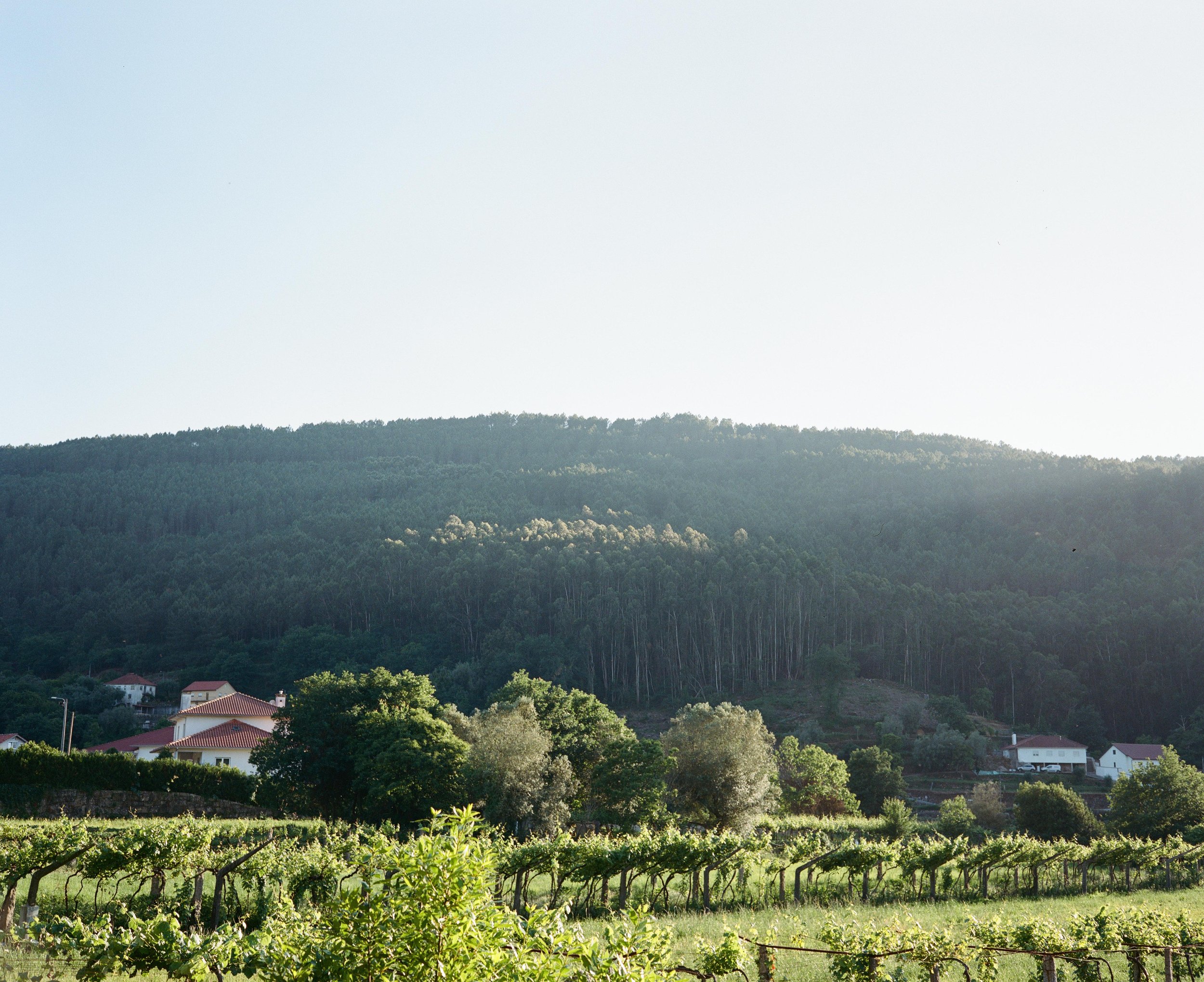Camino Portugal-12.jpg