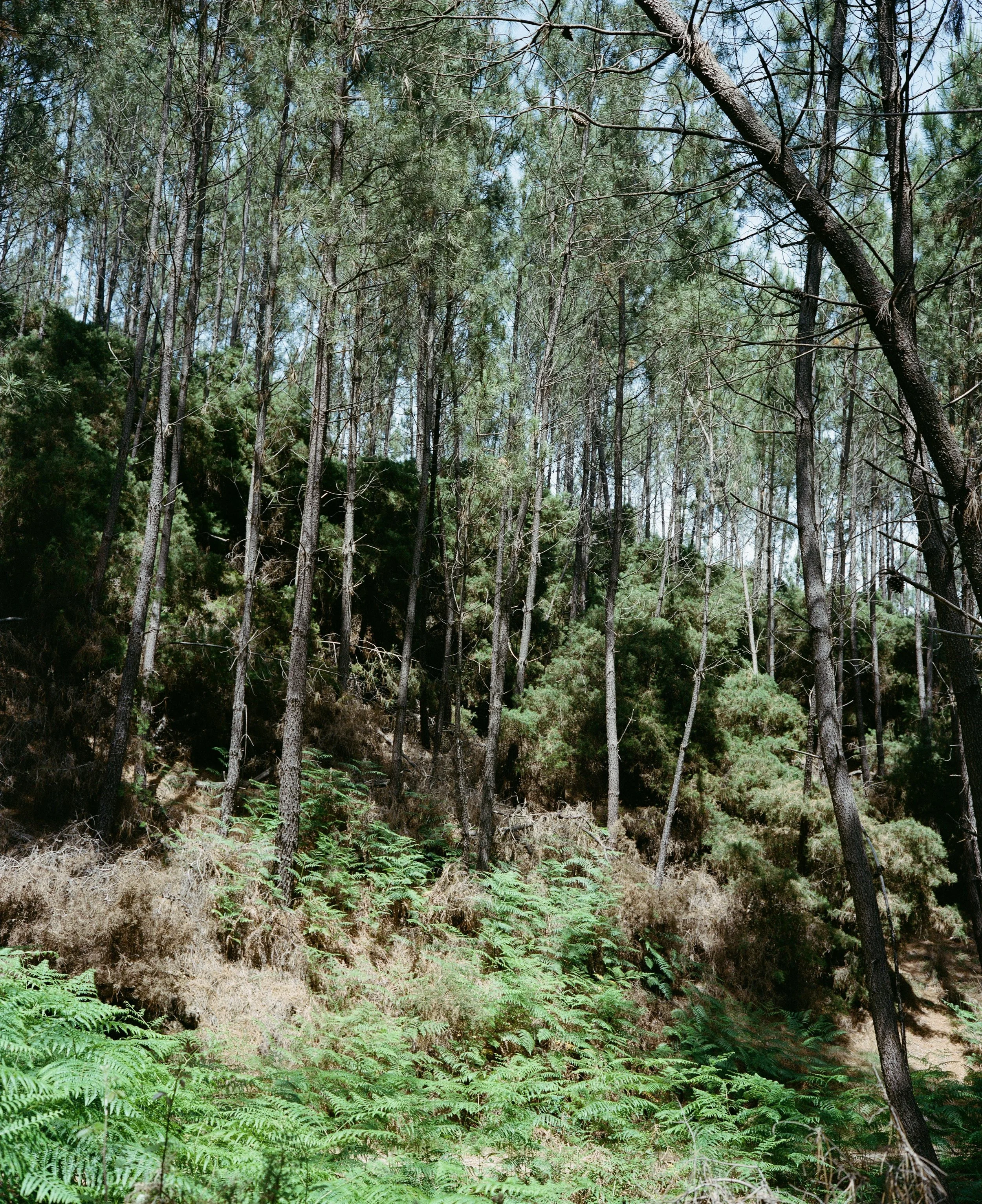 Camino Portugal-15.jpg