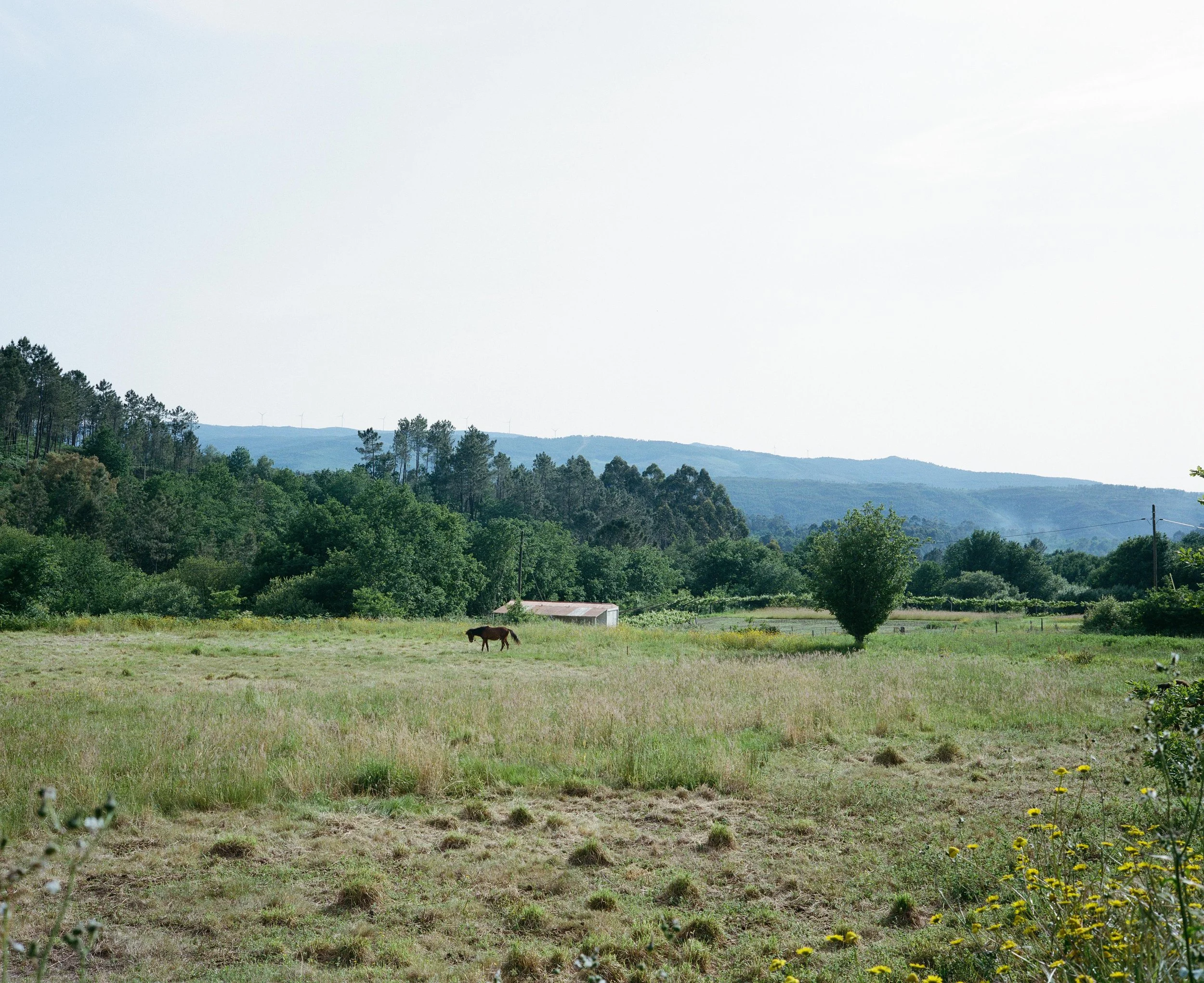 Camino Portugal-16.jpg