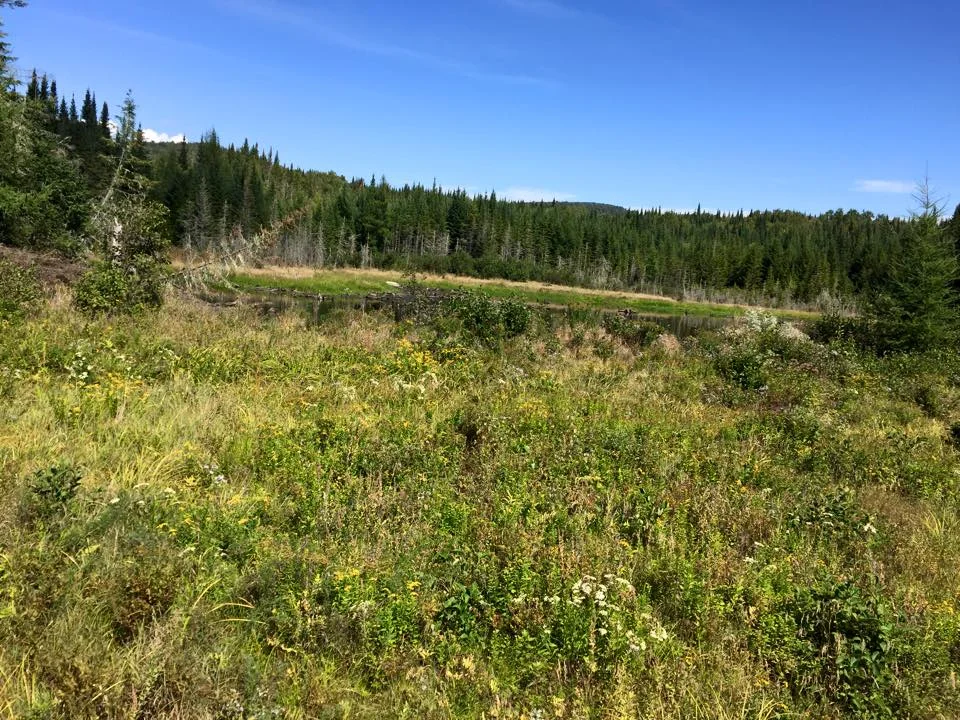 The Bog.jpg