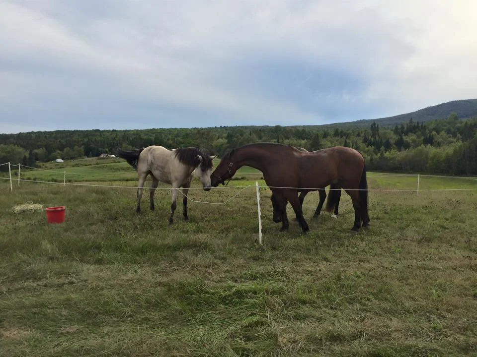 Across the Fence.jpg