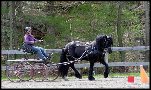 Briar Hill Farm 1082 E. Hill Rd. Plainfield, VT 05667 p: (802) 456-1680 w: www.briarhillfarm.com e: bryhyl@together.net