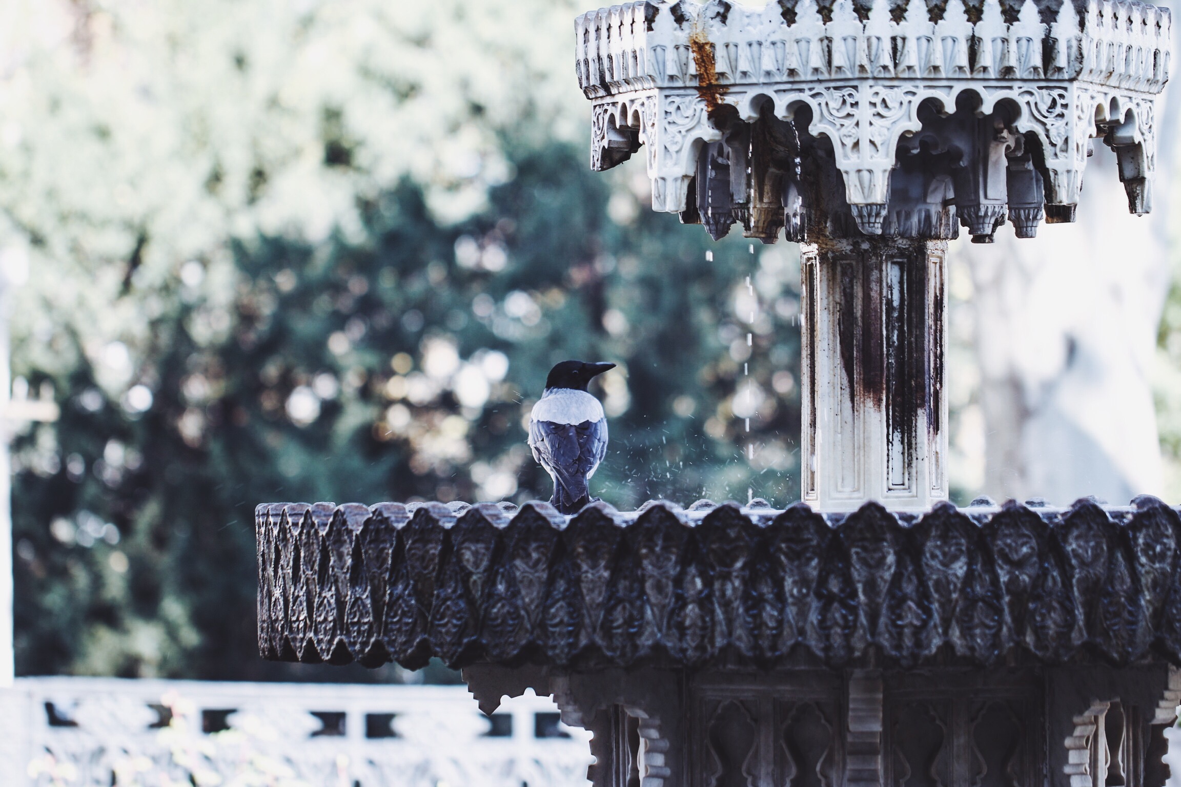 Bird Fountain
