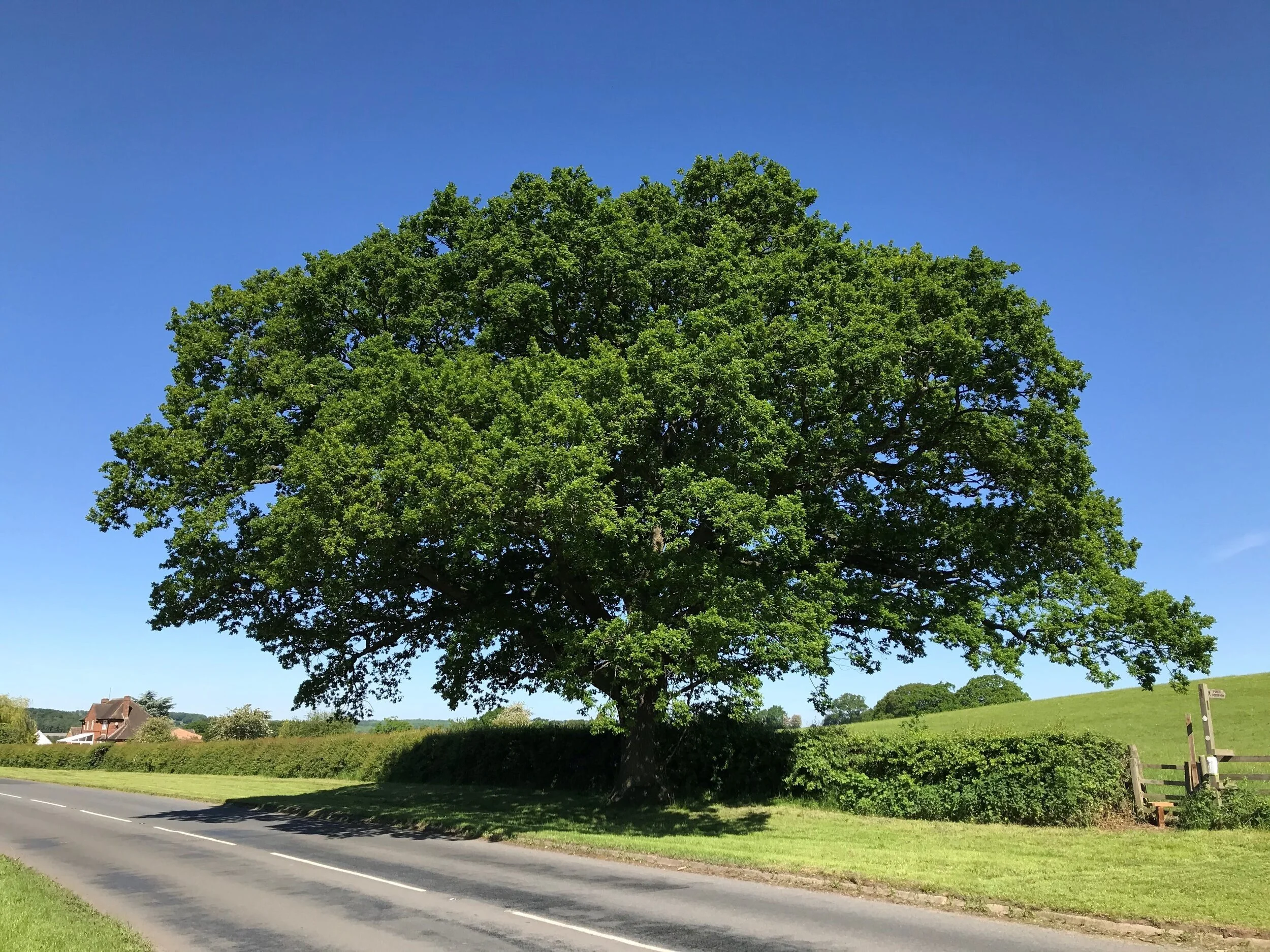 Oak+Tree.jpg