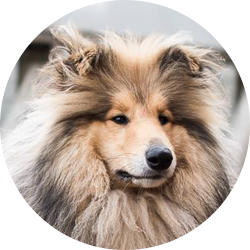 Obie.png