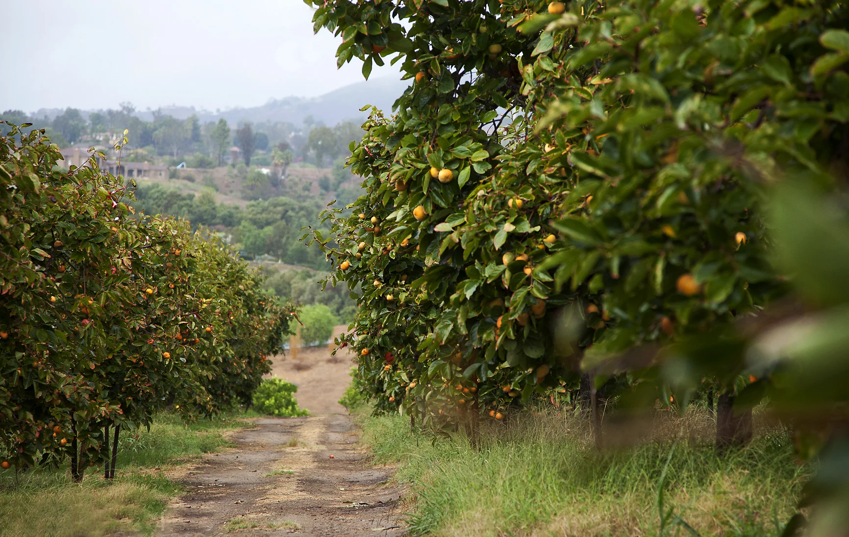 dirt road.jpg