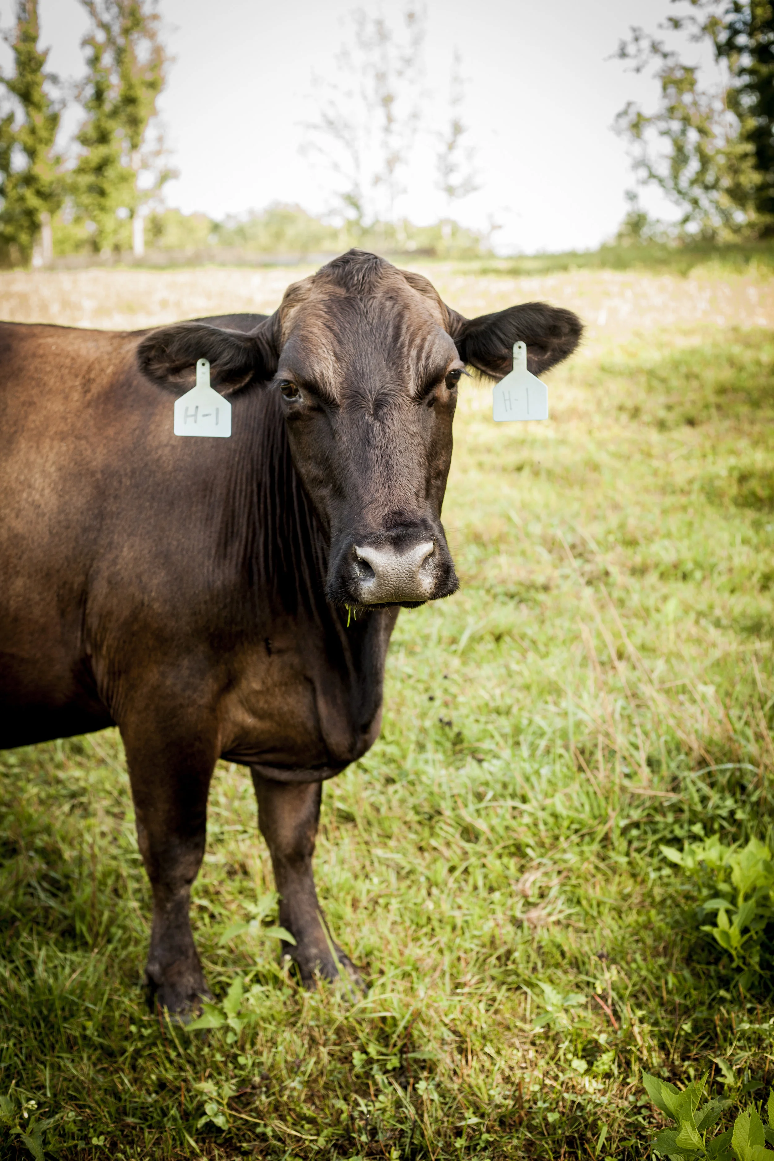 IMG_9870-2 Possible Bull Replacement.jpg