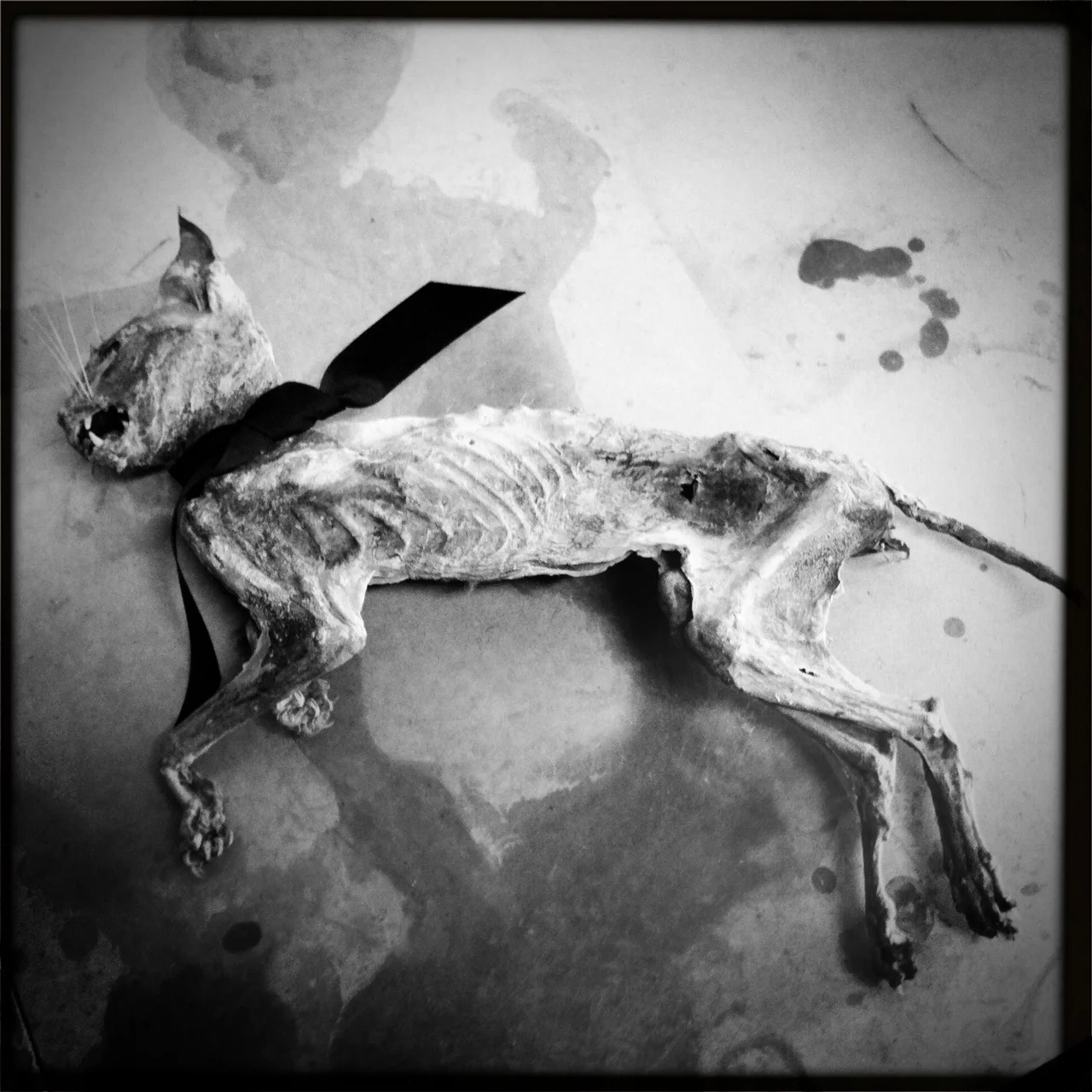 Bastet, Ossa (series), 2011-2015, Digital photographic prints, 25cm x 25cm, edition of _, printed on archival photo paper, unframed, 100 CAD