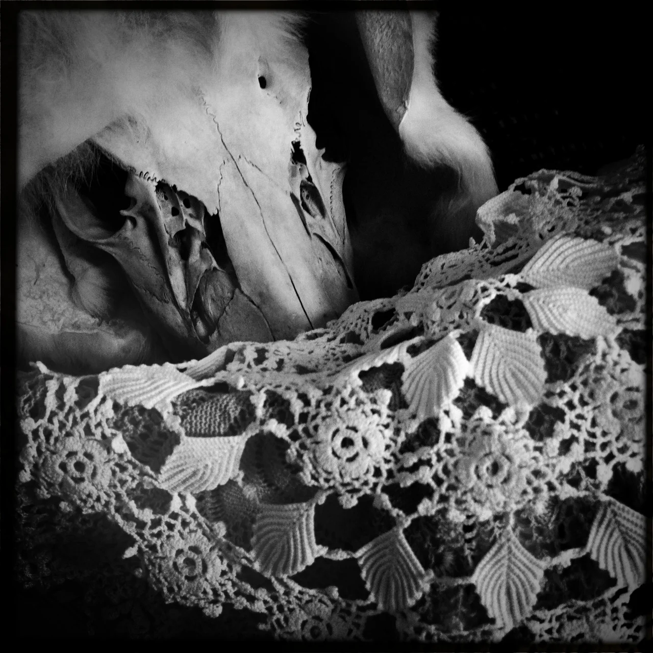Cervidae Lacinia, Ossa (series), 2011-2015, Digital photographic prints, 25cm x 25cm, printed on archival photo paper, unframed, 100 CAD