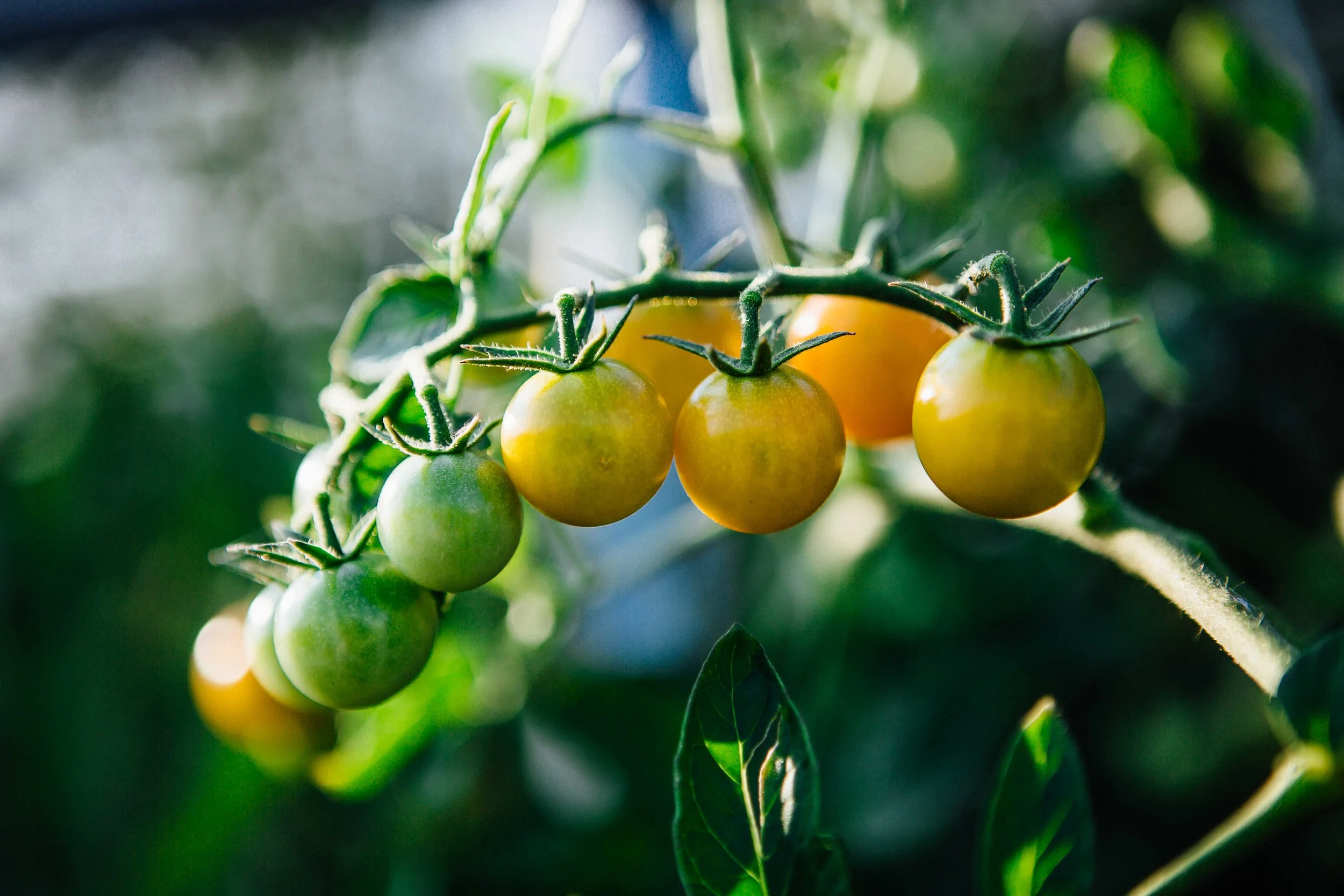 The bounty at Heifer's garden. 