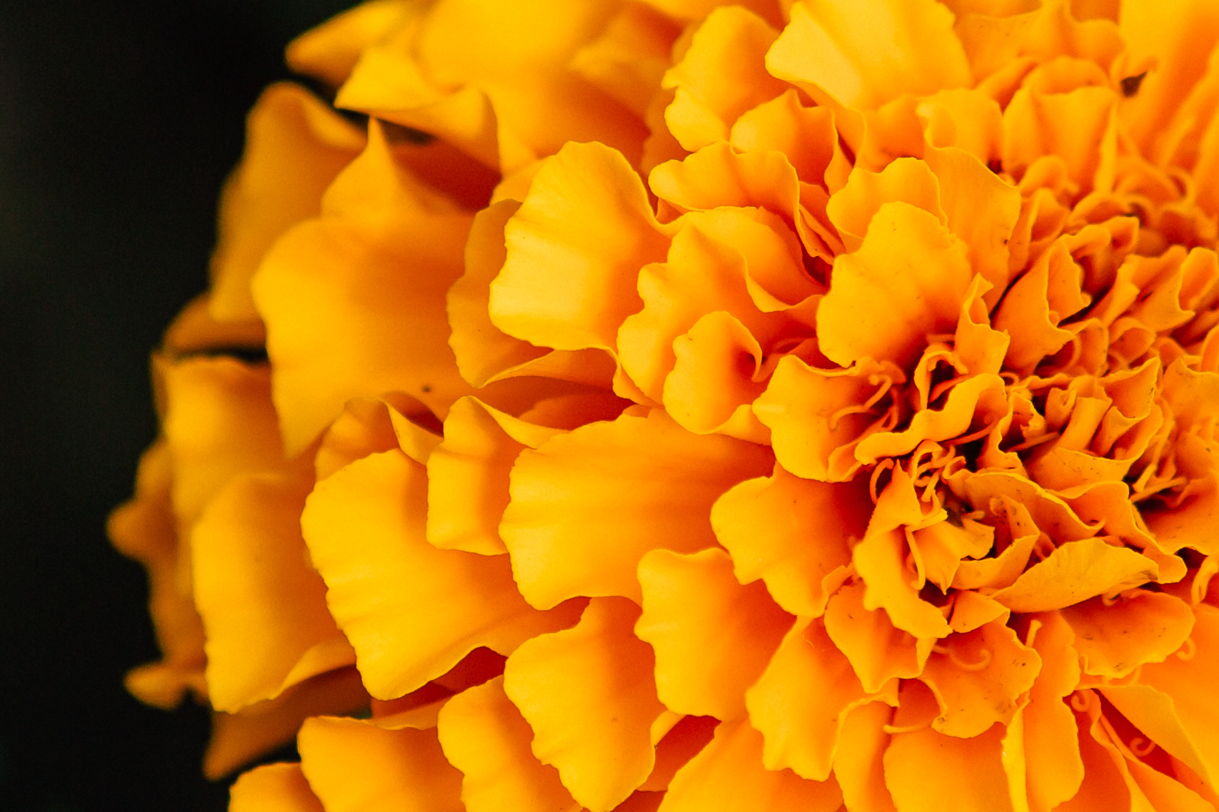 Crazy beautiful marigolds sparkle all throughout the scene. 