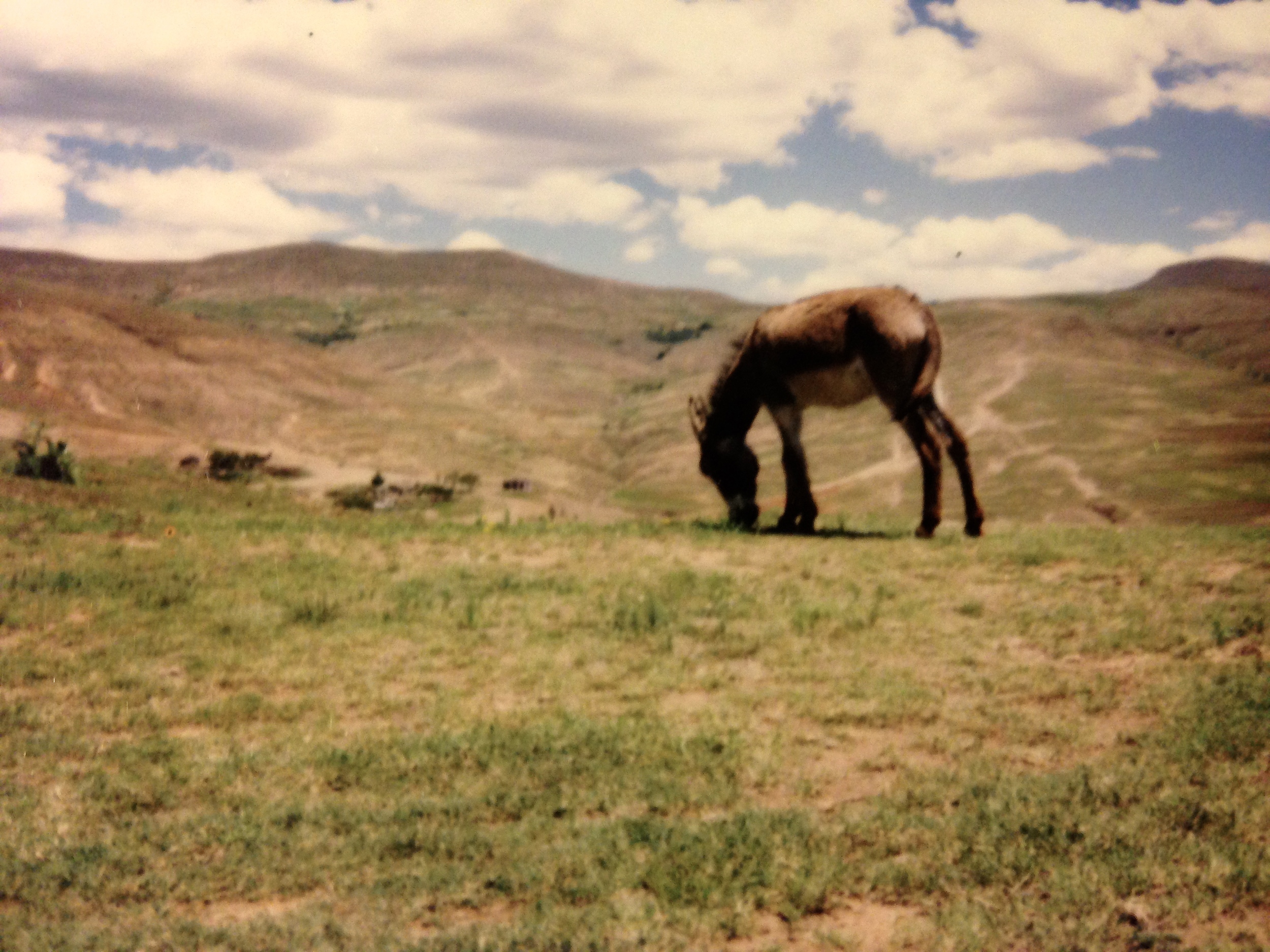 One of the many donkey grazing, overlooking mountain valleys.