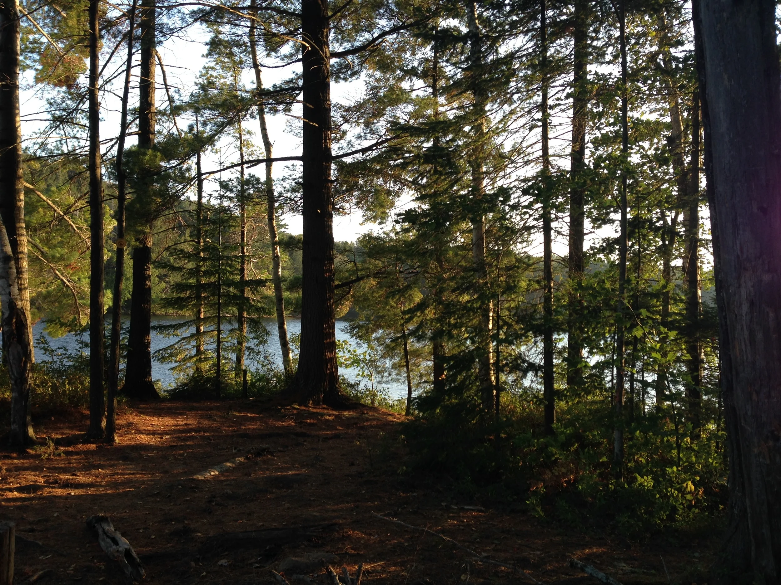 Late afternoon sun through the pine trees.