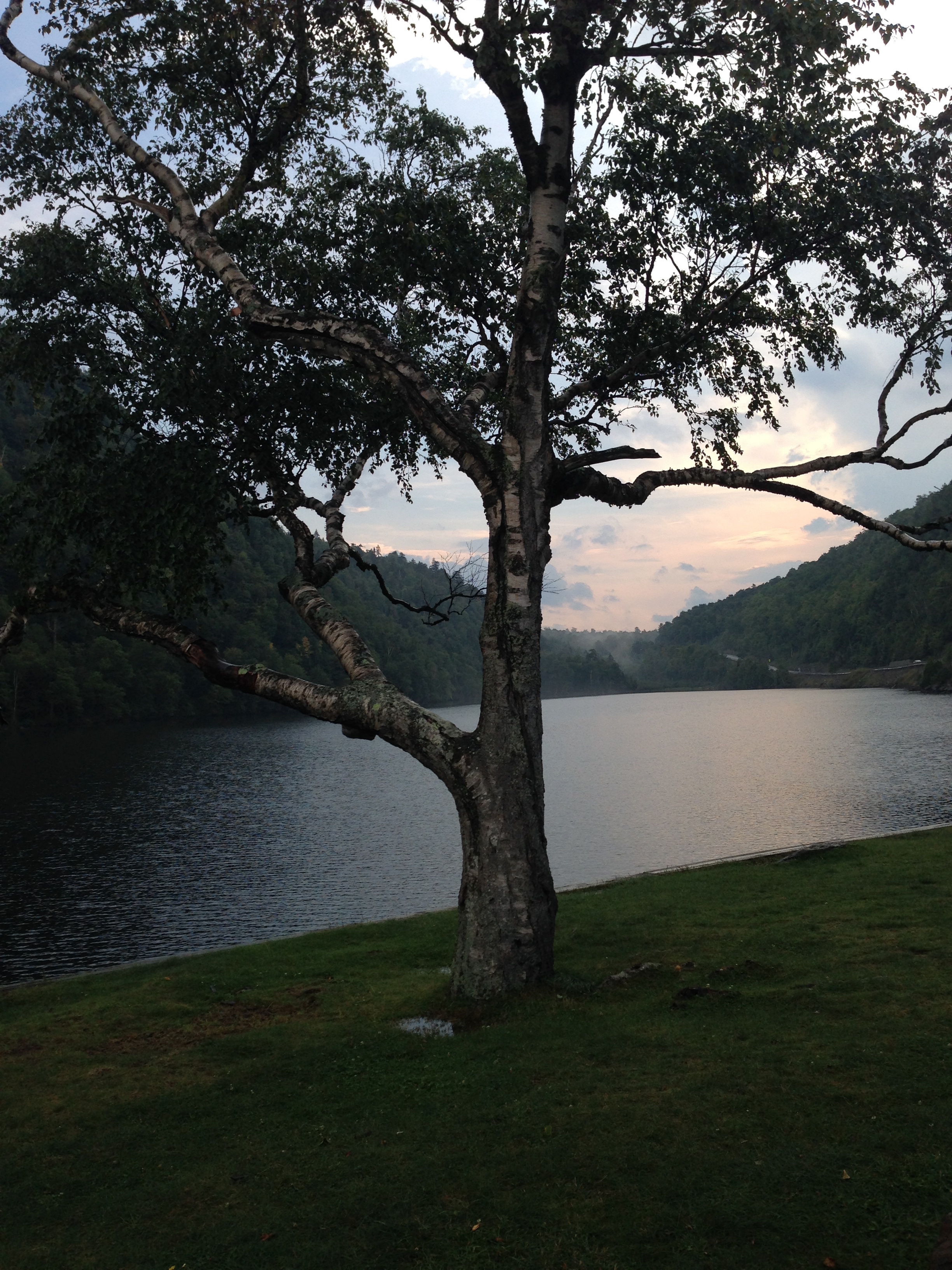 Tree in relief, etched against evening sky. Quite the spot.