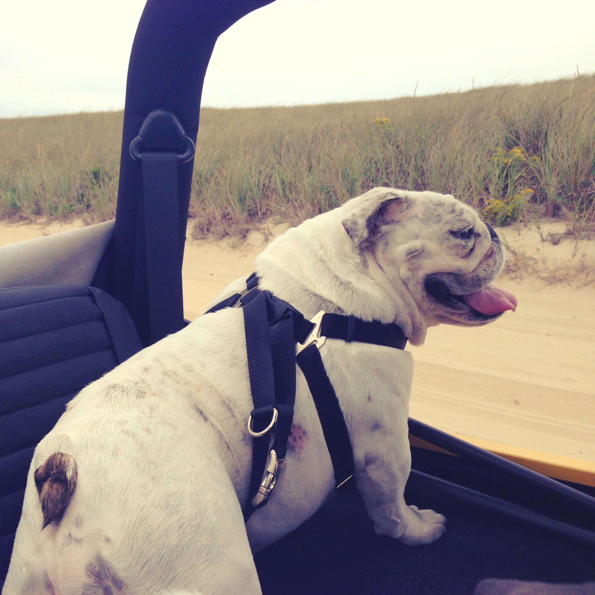 Driving Miss Winnie, Nauset Beach off-roading