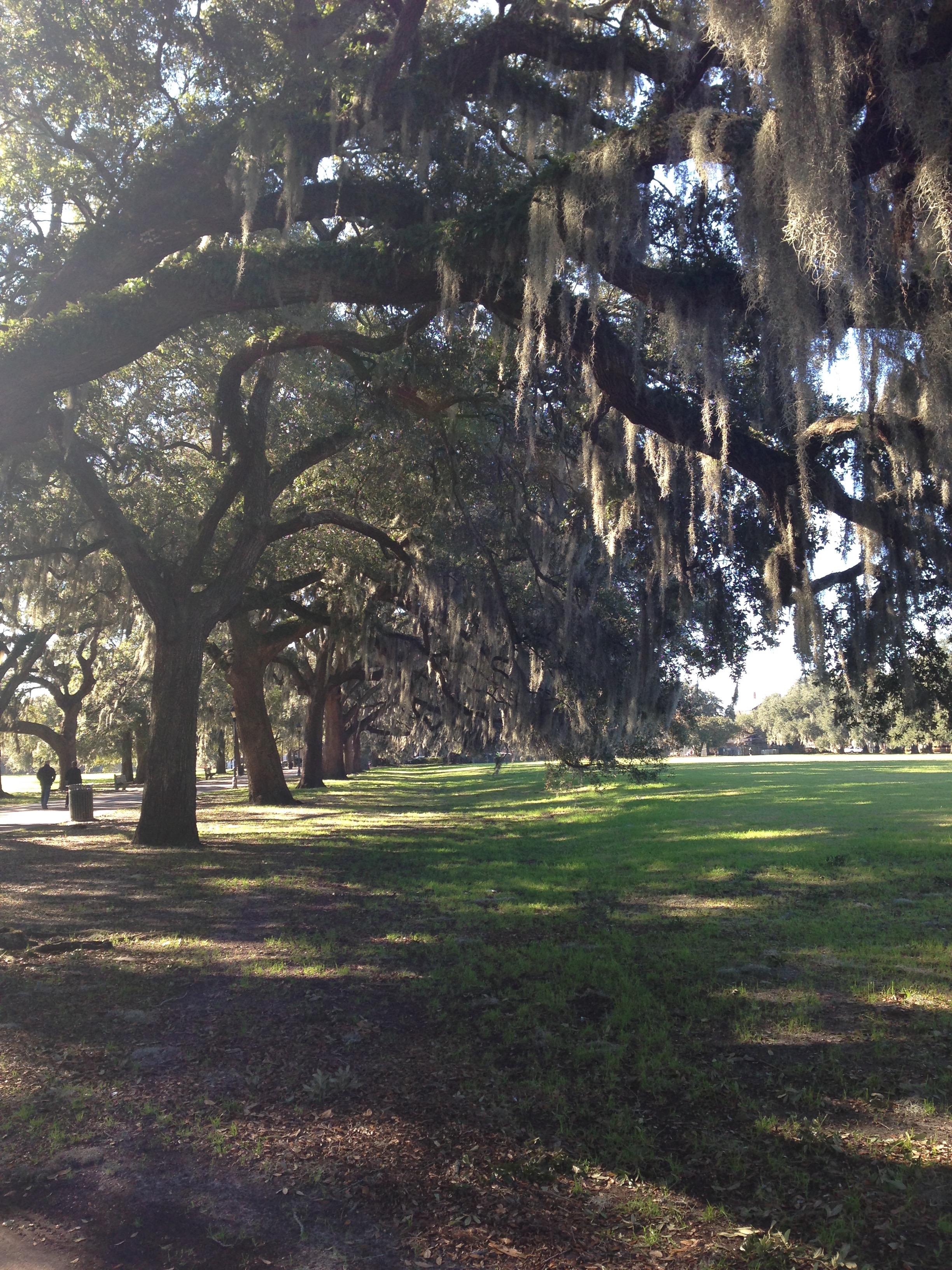 Iconic live oak trees.