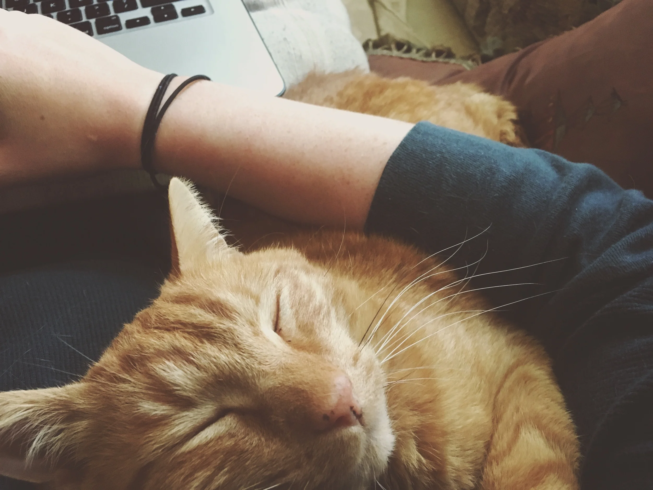 Tomatoes in his signature pose: asleep.