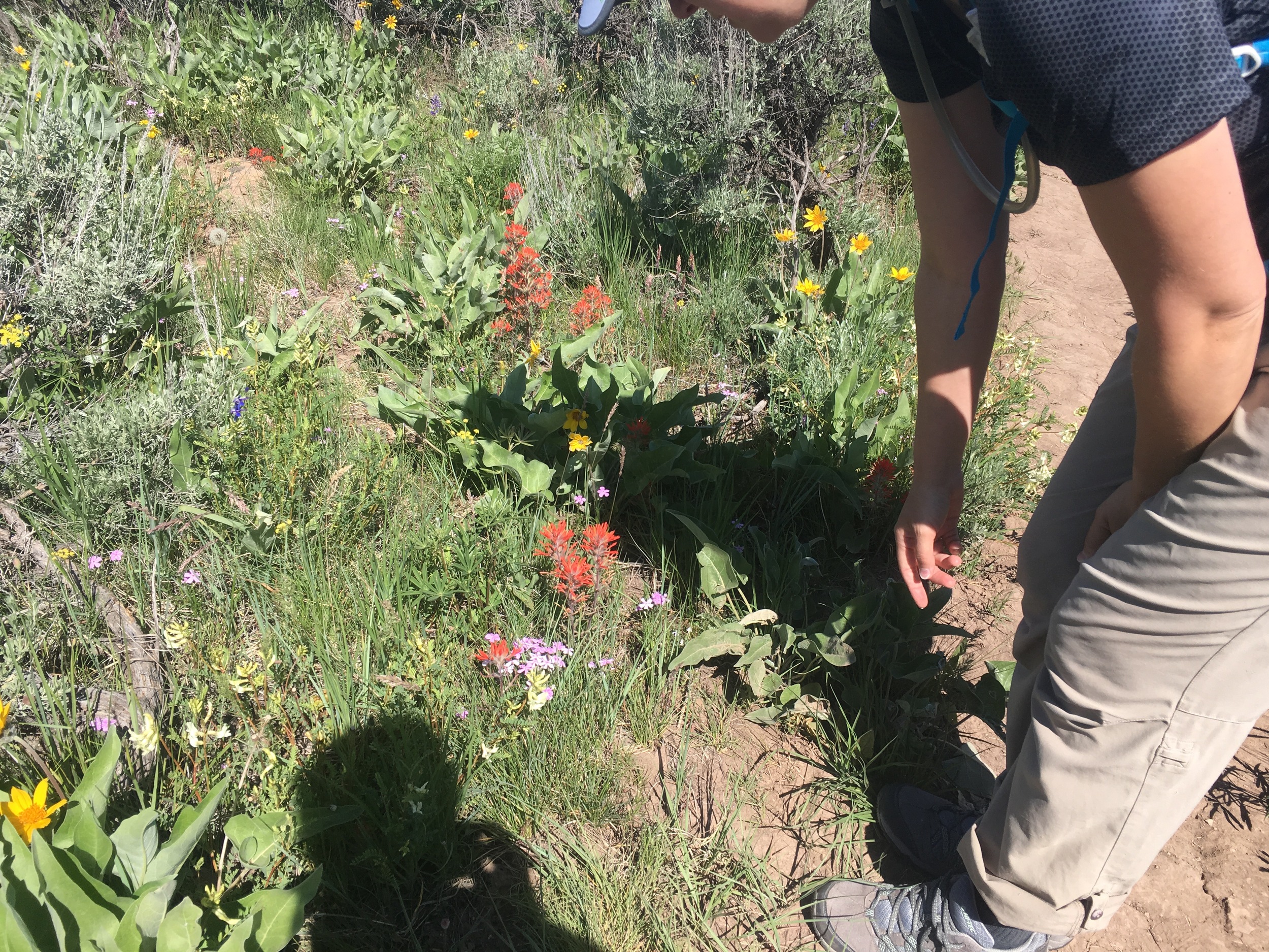 Patrice examines the wildflowers.