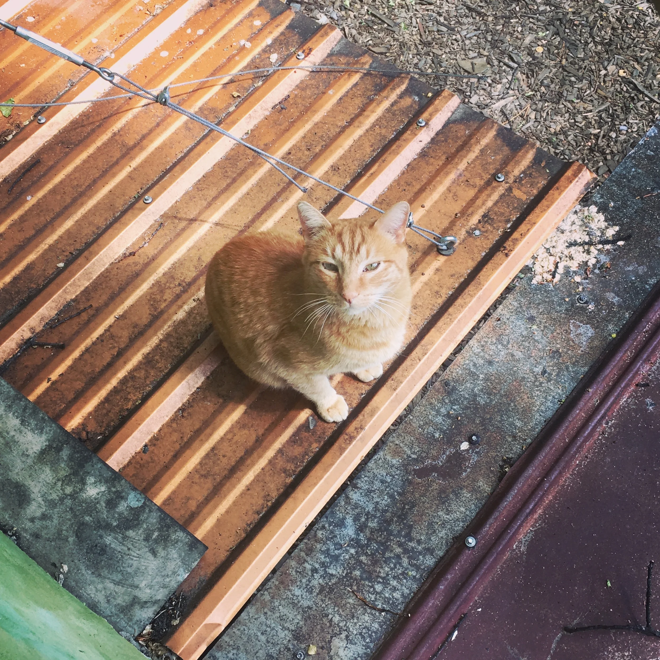 Cat on a hot tin roof.