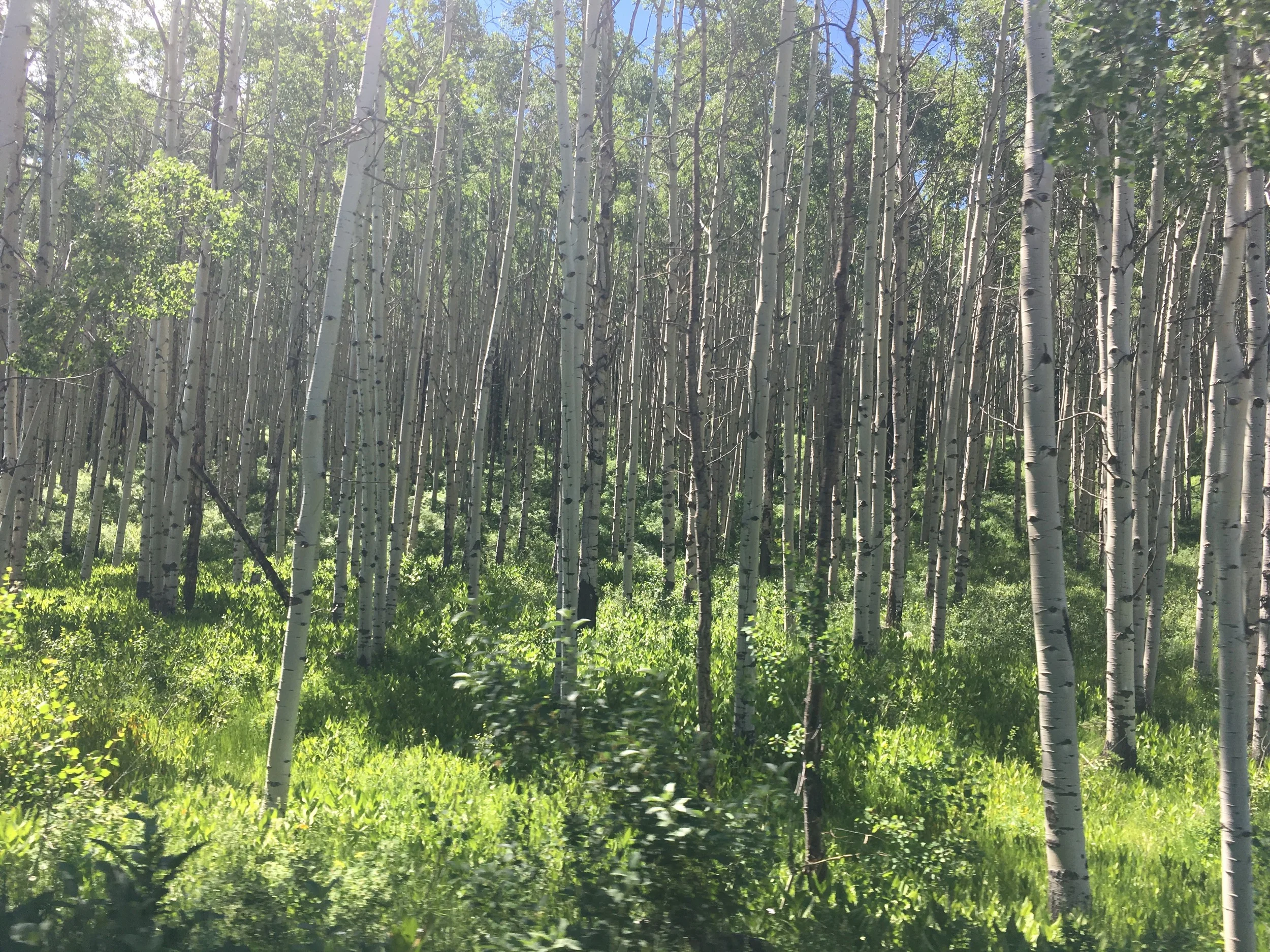 Aspen grove.