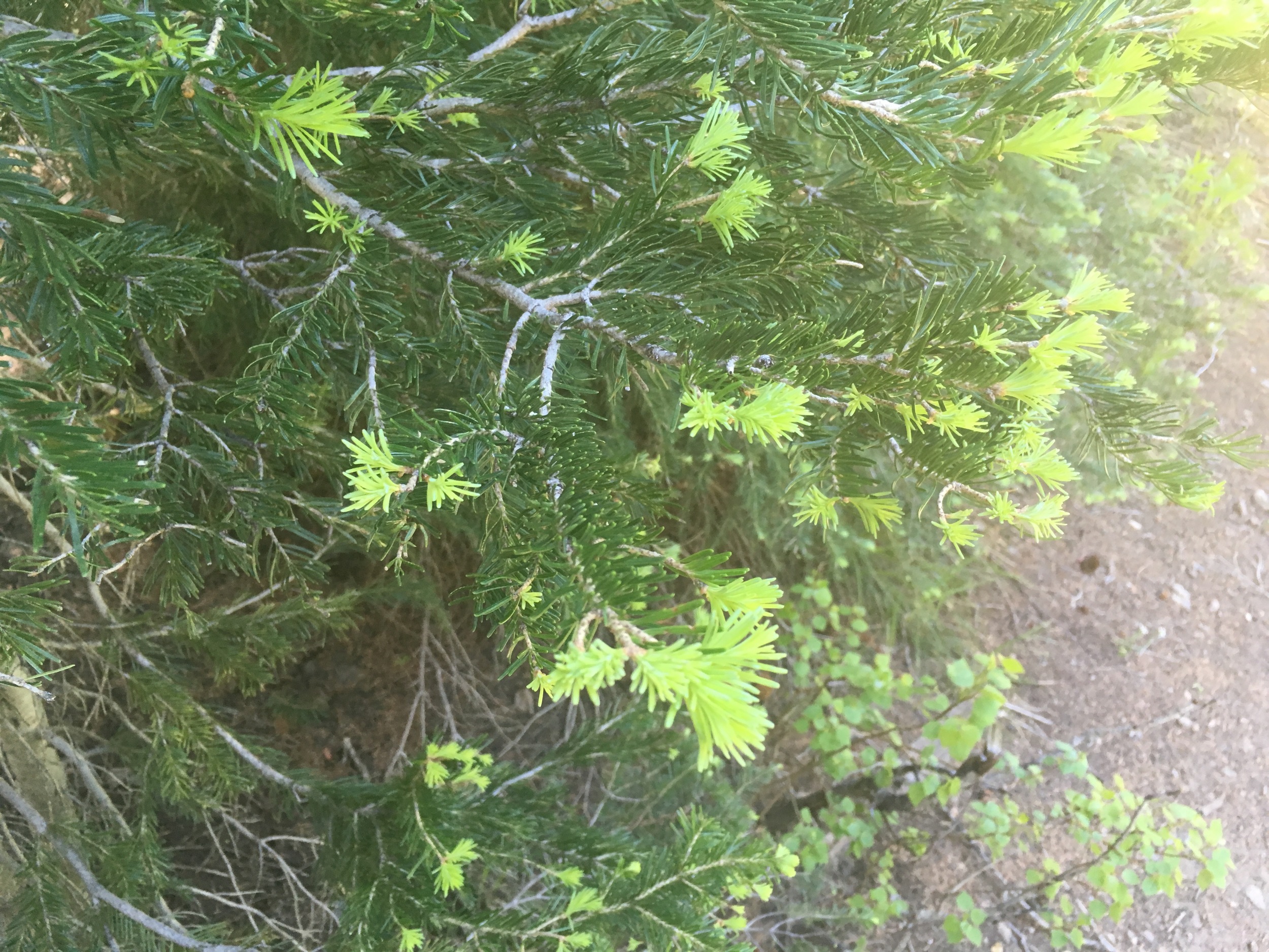 New bright-green growth on a young aspen.