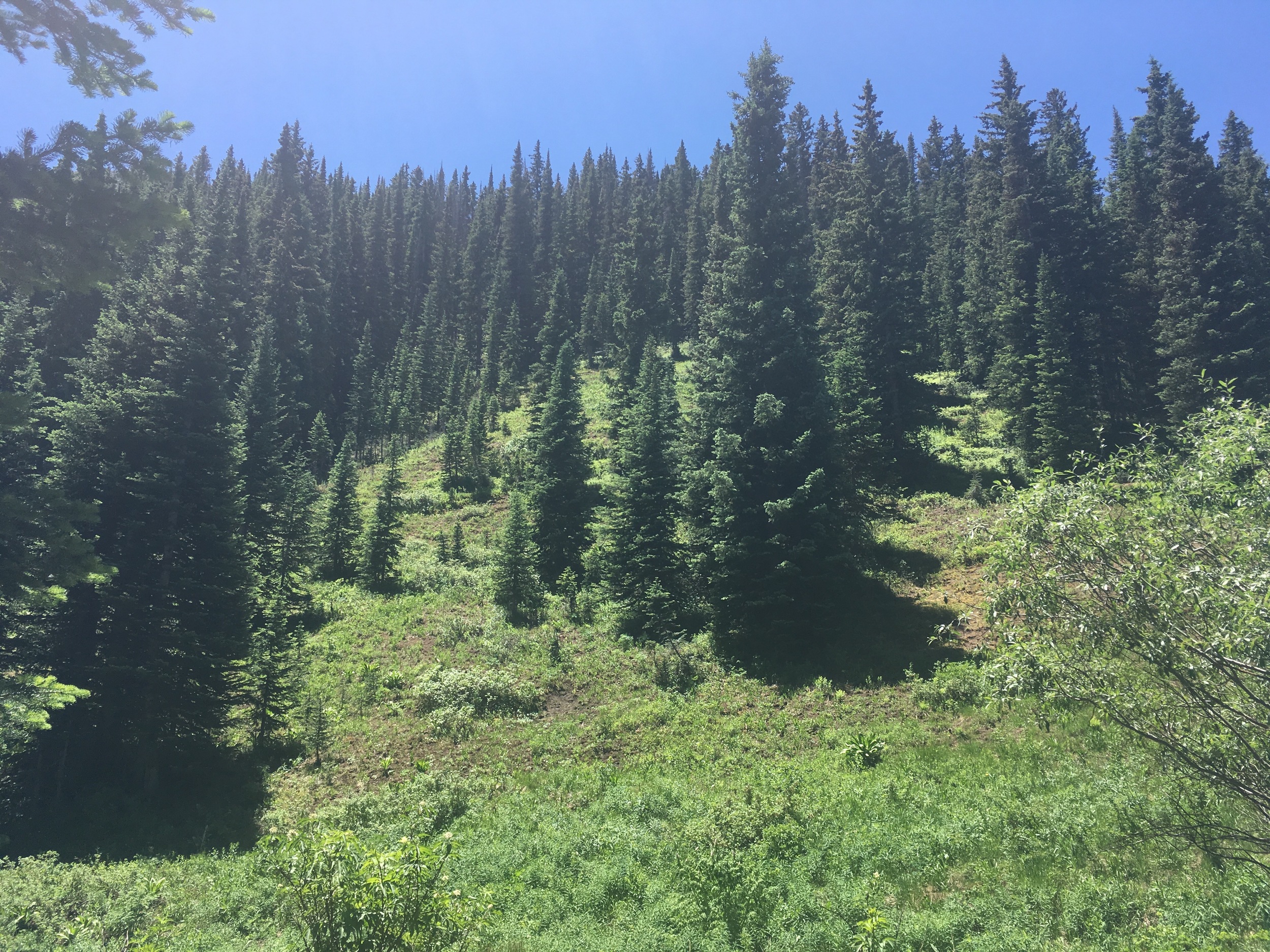 Very dense forest covered much of the trail, but we also got some nice sweeping ridge-line views every once in a while.