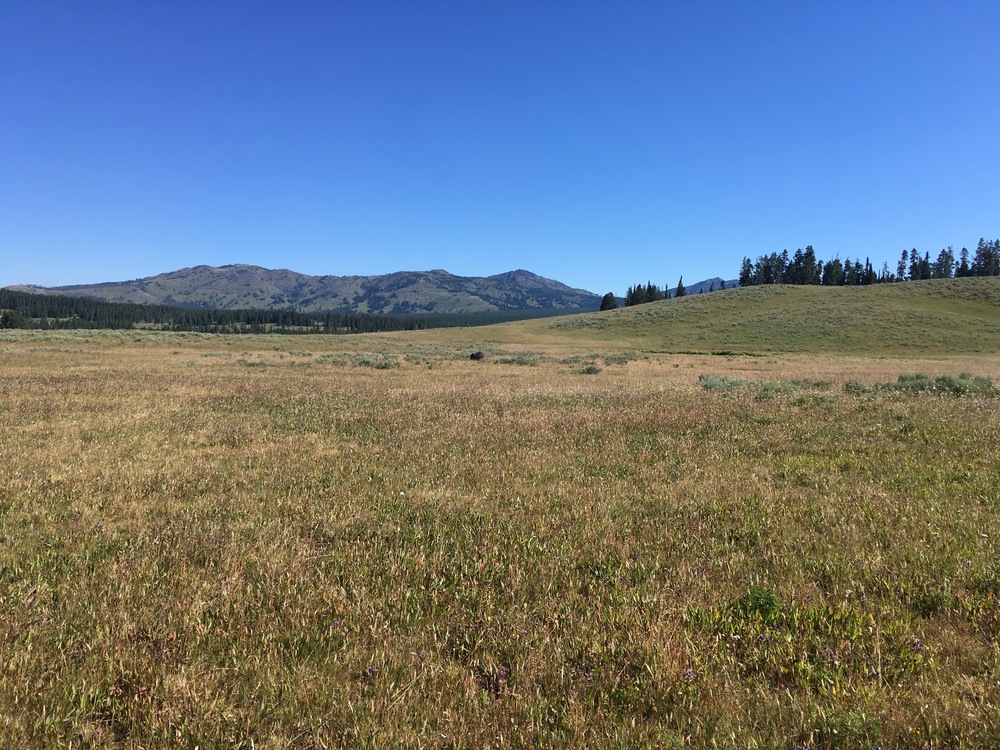 Open meadow beauty on our hike