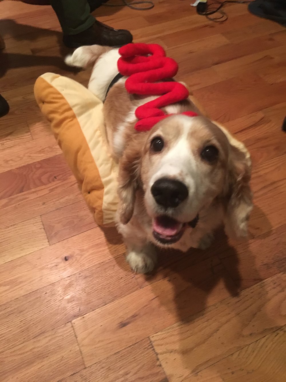 Happy Halloween! It's a Frank-furter.