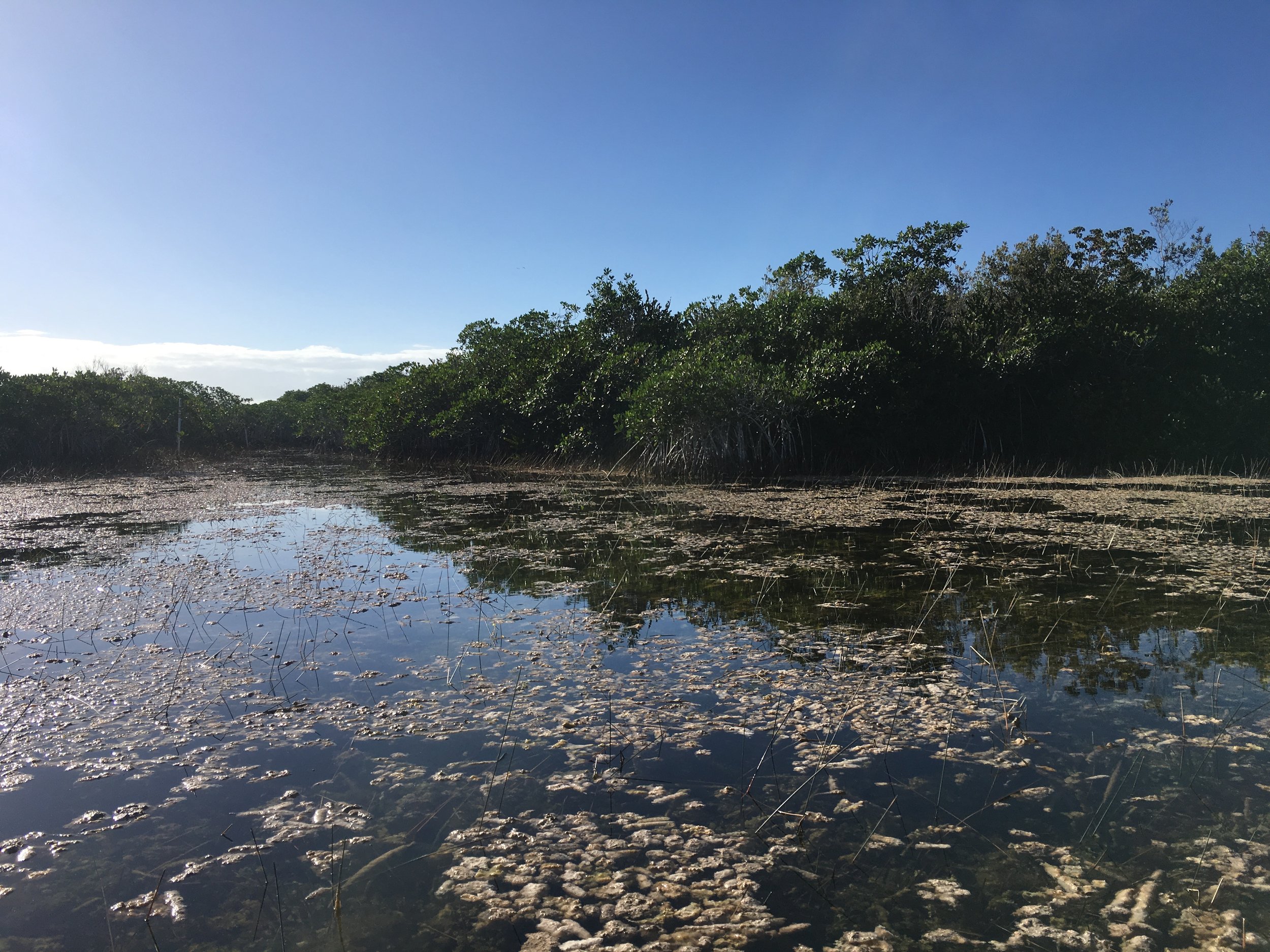 Nine Mile Pond