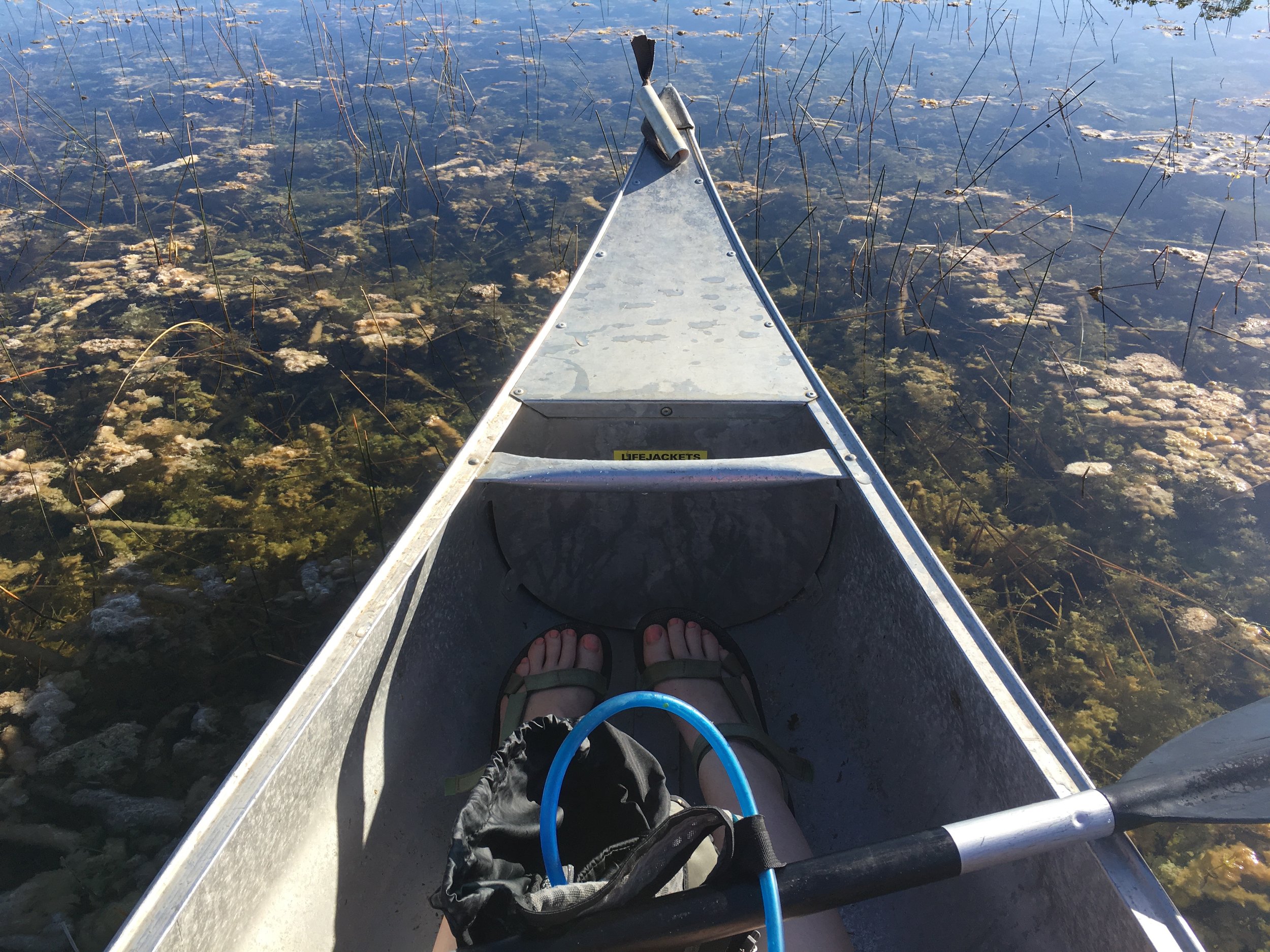 Incredibly clear water, with clumps of periphyton floating. 