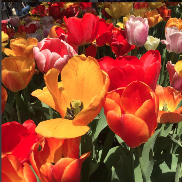 Screen Shot 2017-05-24 at 5.44.26 PM.png