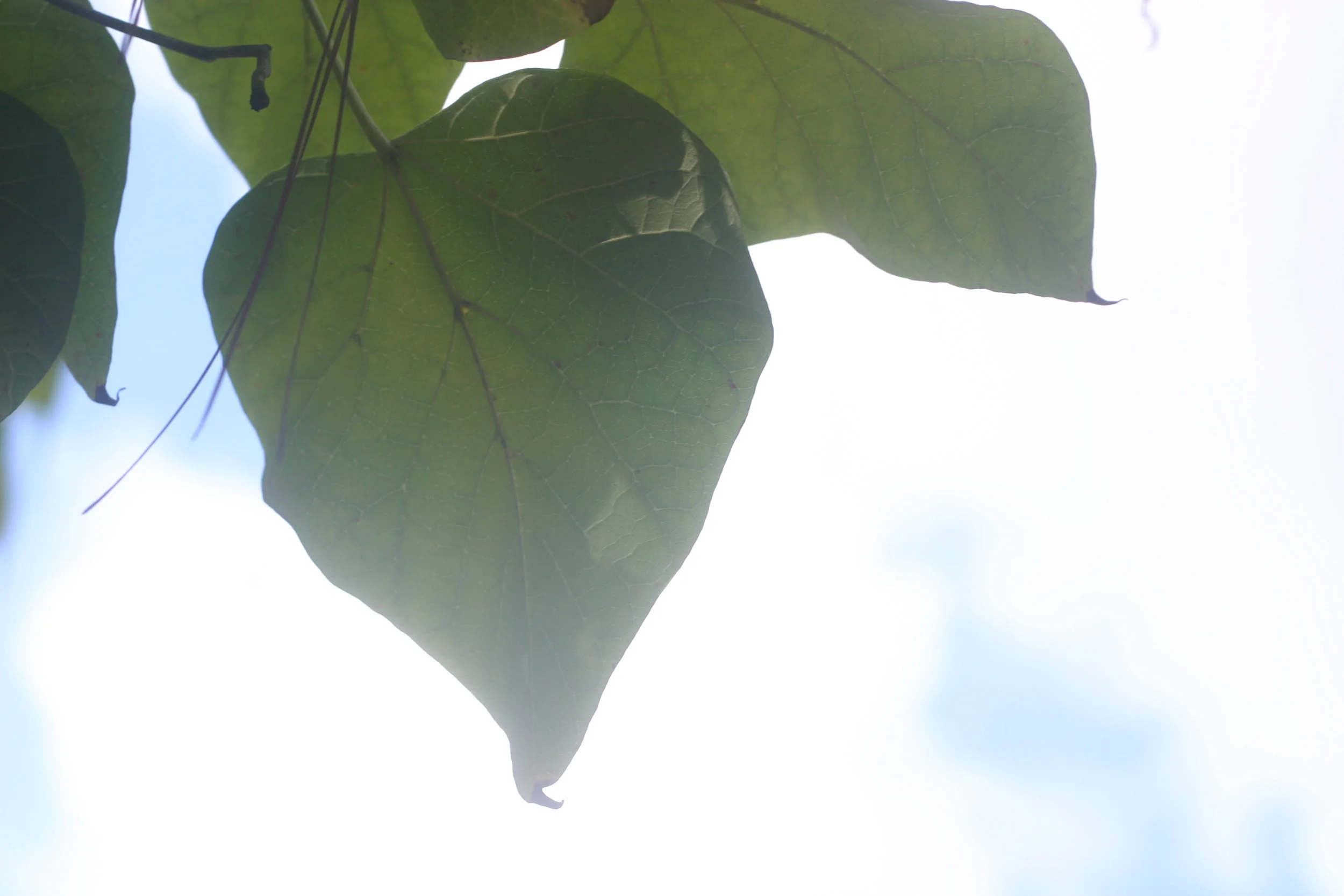 Green Leaf_sky.JPG