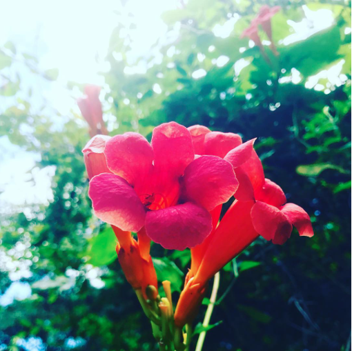 Screen Shot 2017-09-07 at 1.10.17 PM.png