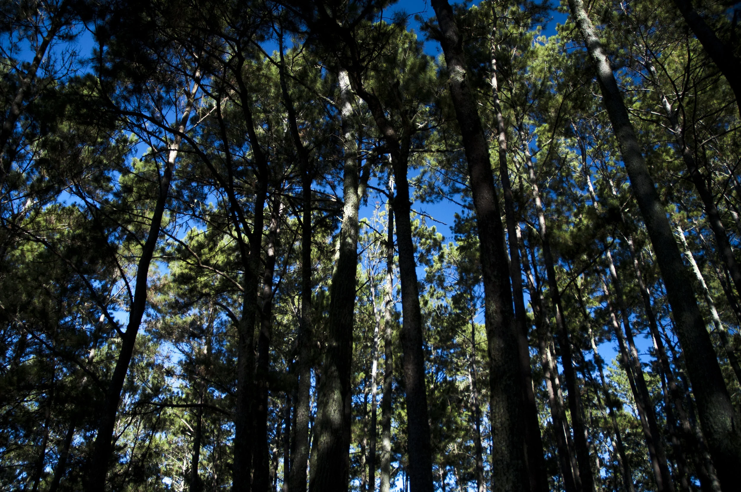 Pine forest, perfect for an early morning trek