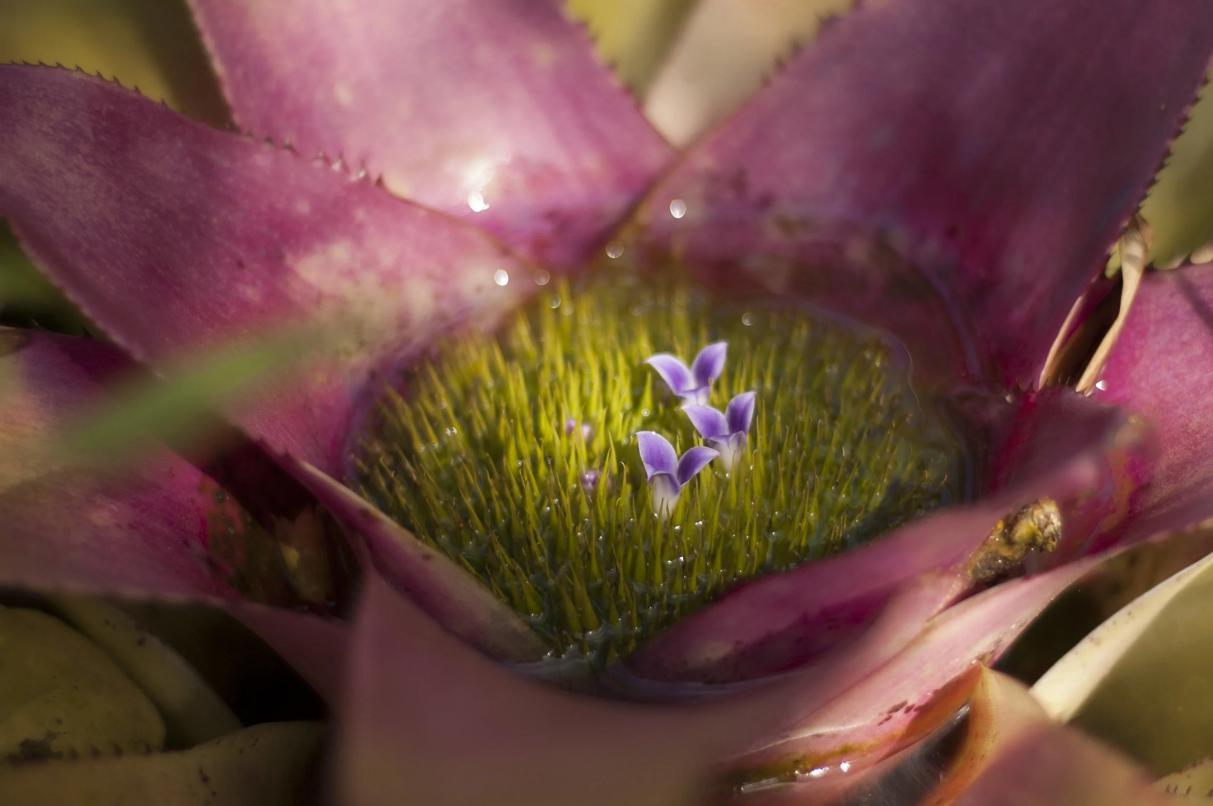 Flower at The Lodge, Furcy