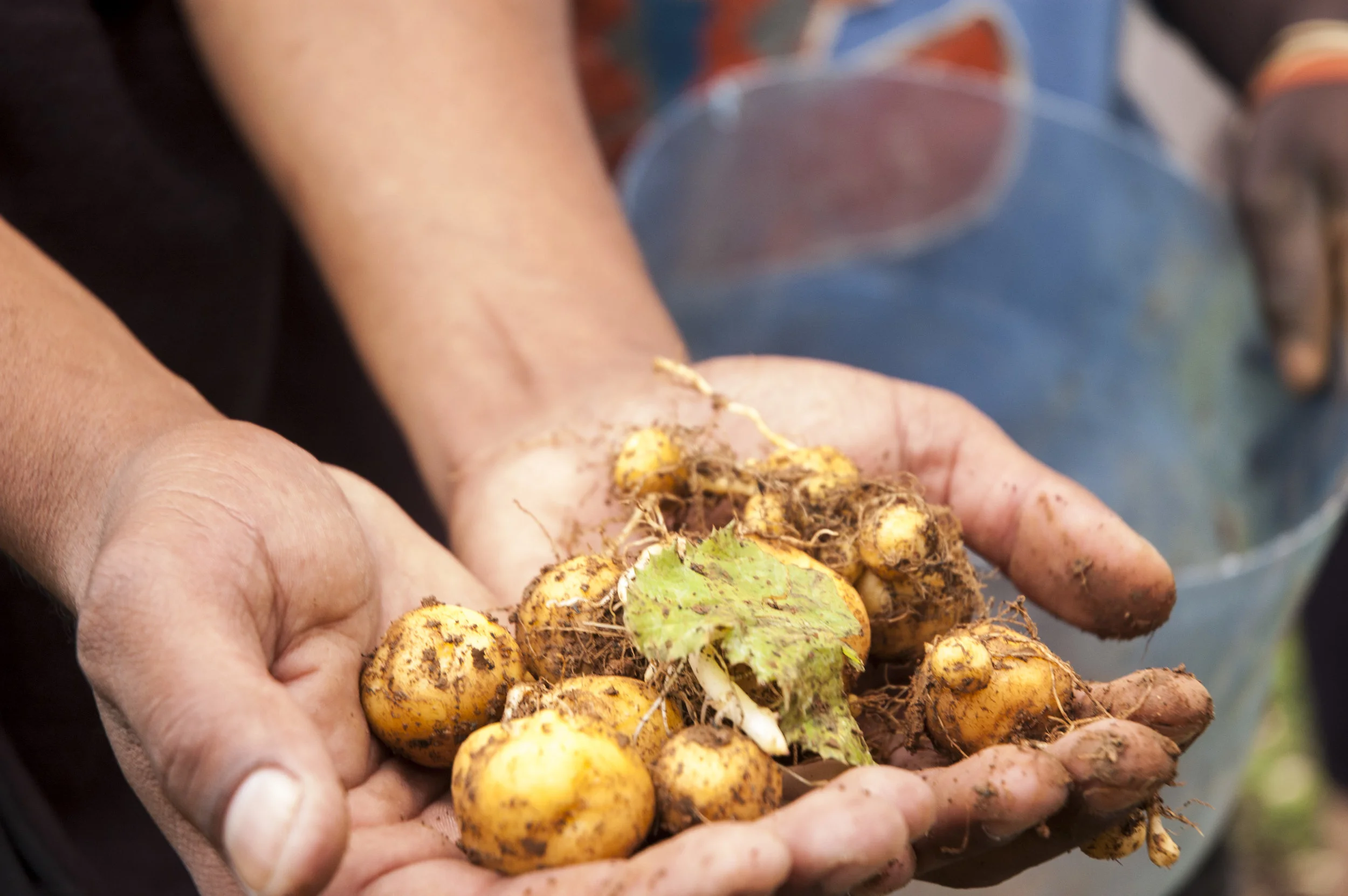 Fresh, organic produce from Ranch Montcel