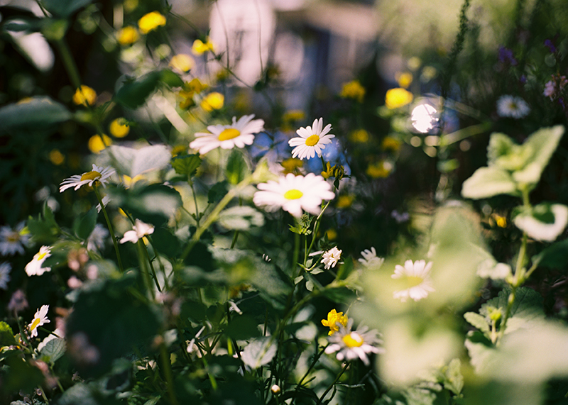 Daisy-5x7.jpg