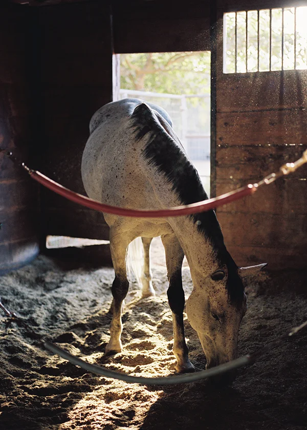 Horse-5x7.jpg