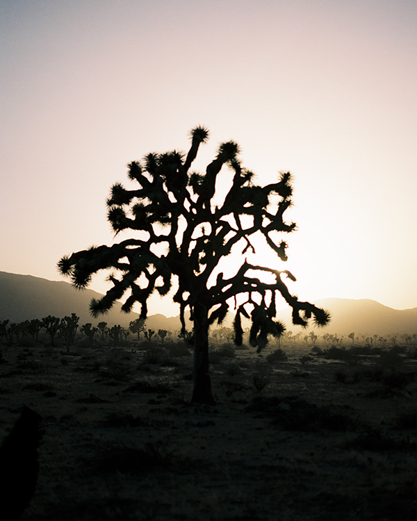 JoshuaTree.jpg