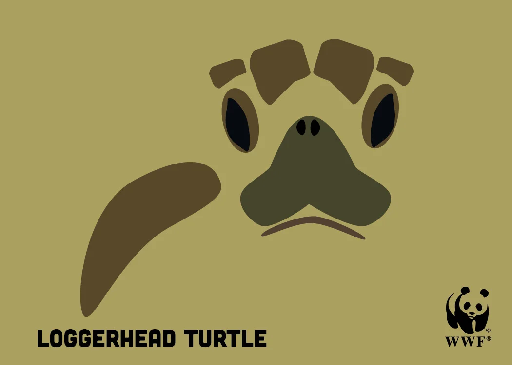 johnson_postcard_loggerheadturtle.jpg