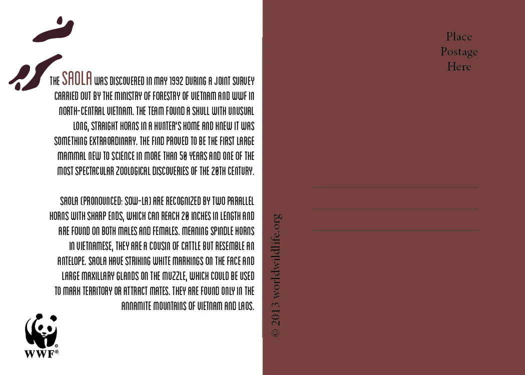 johnson_postcard_saolaback.jpg