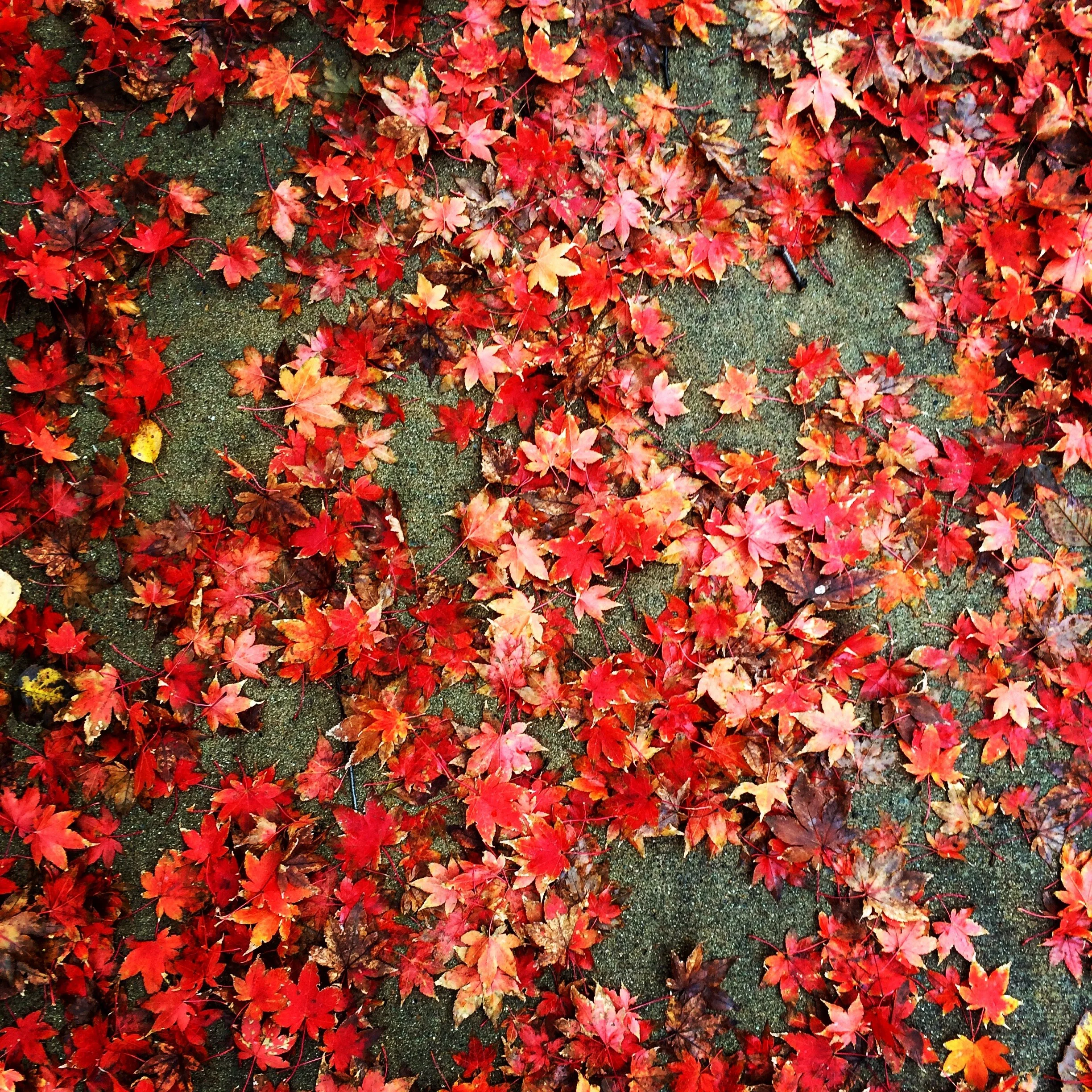 2015-11-30 12.59.11-2.jpg