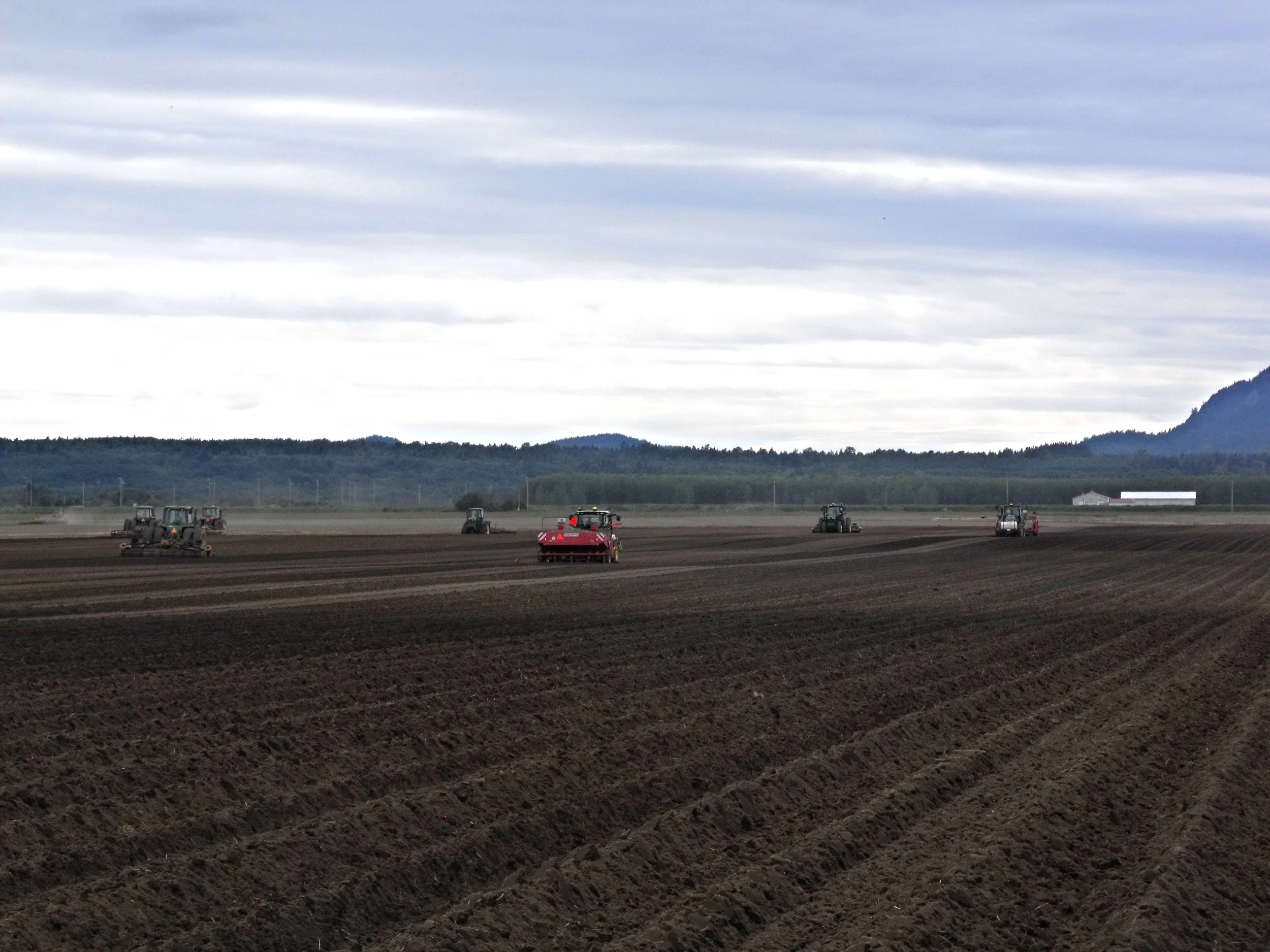 Potato Planting