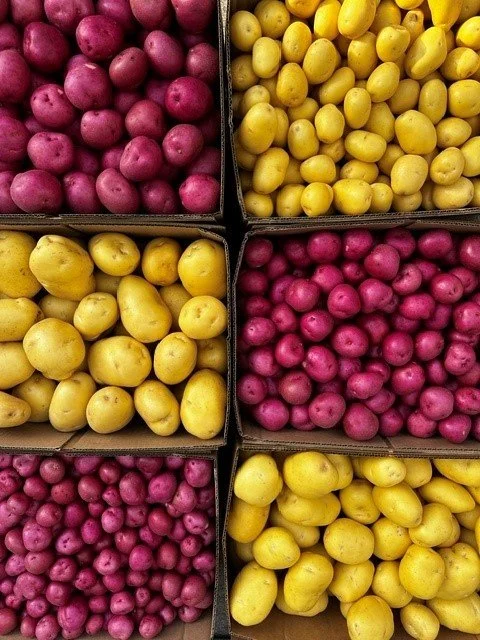 START OF 2026-27 SPUD SEASON!