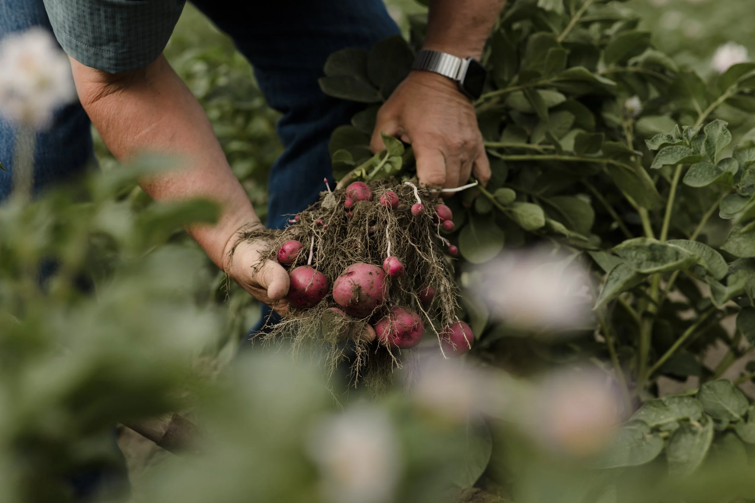 washington-lettuce-2025-74.jpg