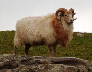 The Old Norwegian Sheep