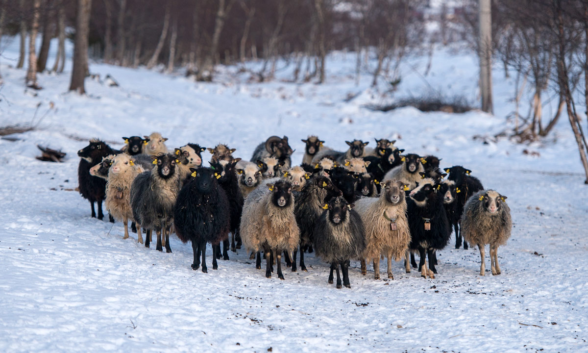 Flock of Old Norwegian Sheep